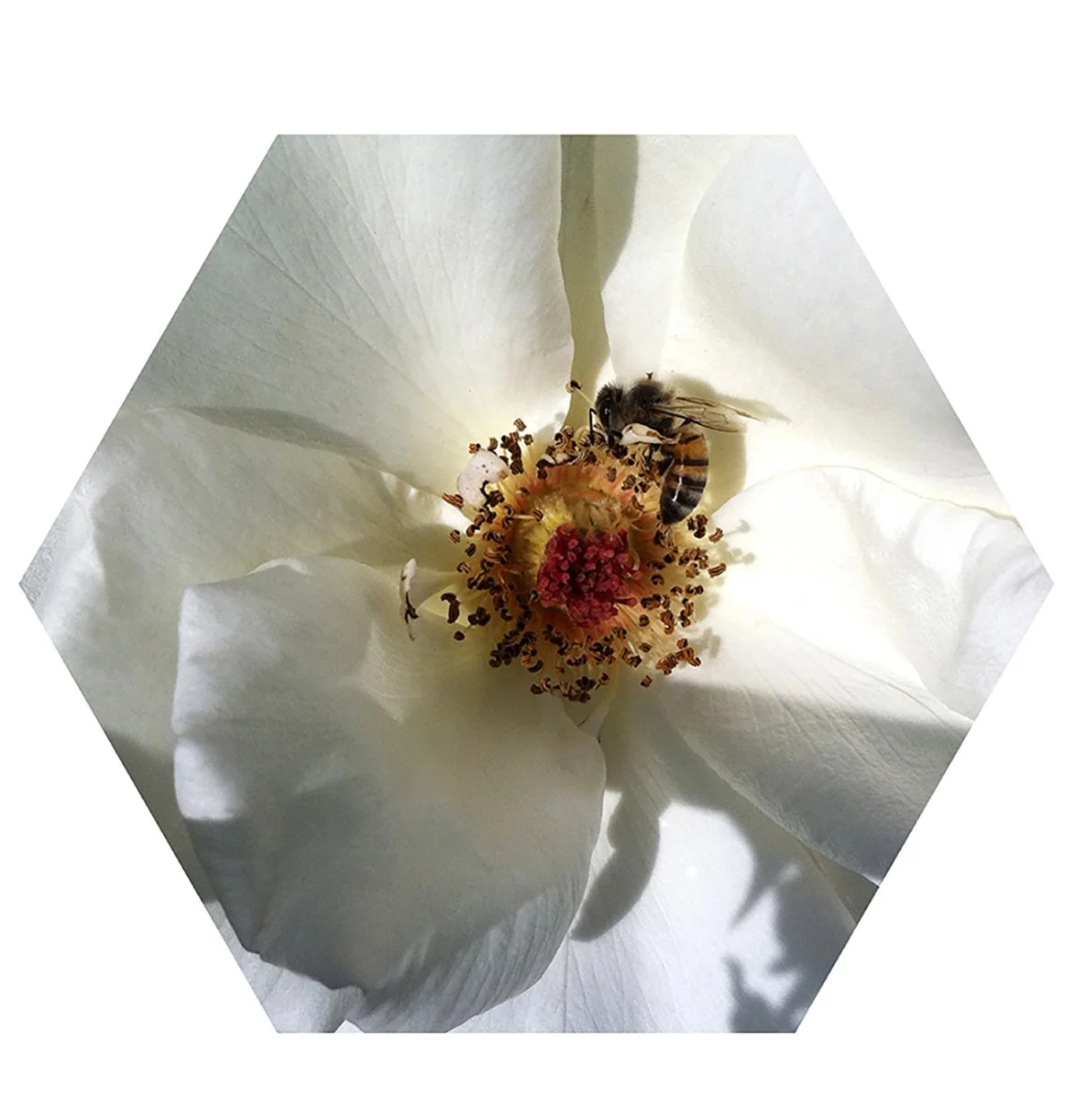 Close-up of a white flower with a bee collecting nectar from the center.