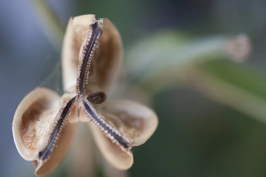 Close-up of a seed pod opening to reveal seeds with a fuzzy texture inside.