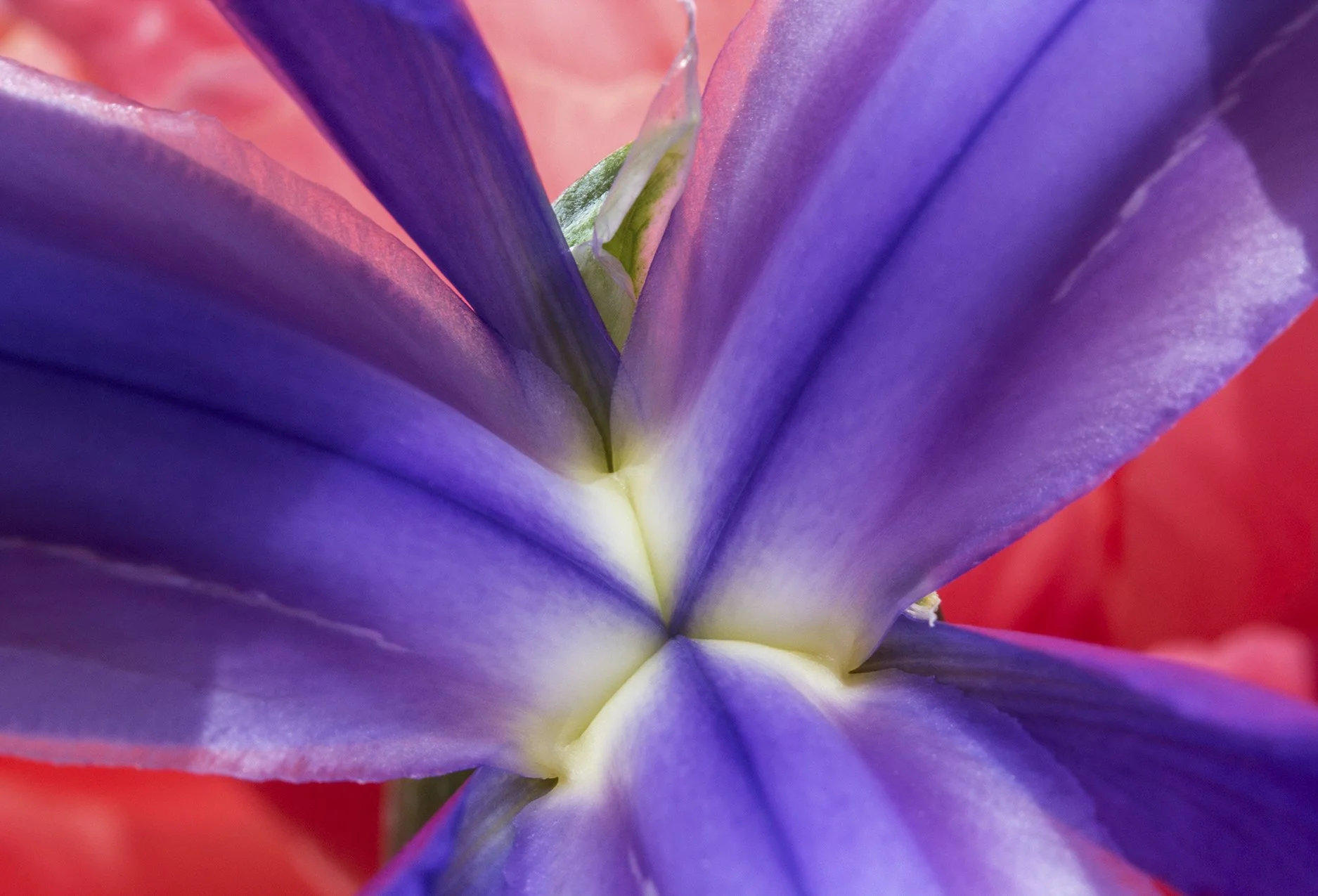 Close-up of a purple and pink flower with a gradient of colors and intricate petal details.