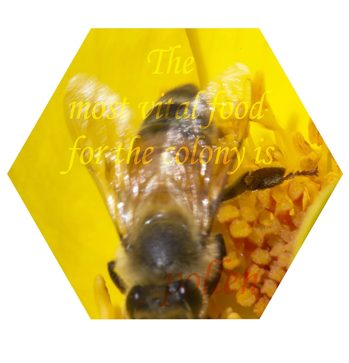 A bee on orange pollen with a yellow background and a quote that says 'The most vital food for the colony is pollen' in yellow and red text.
