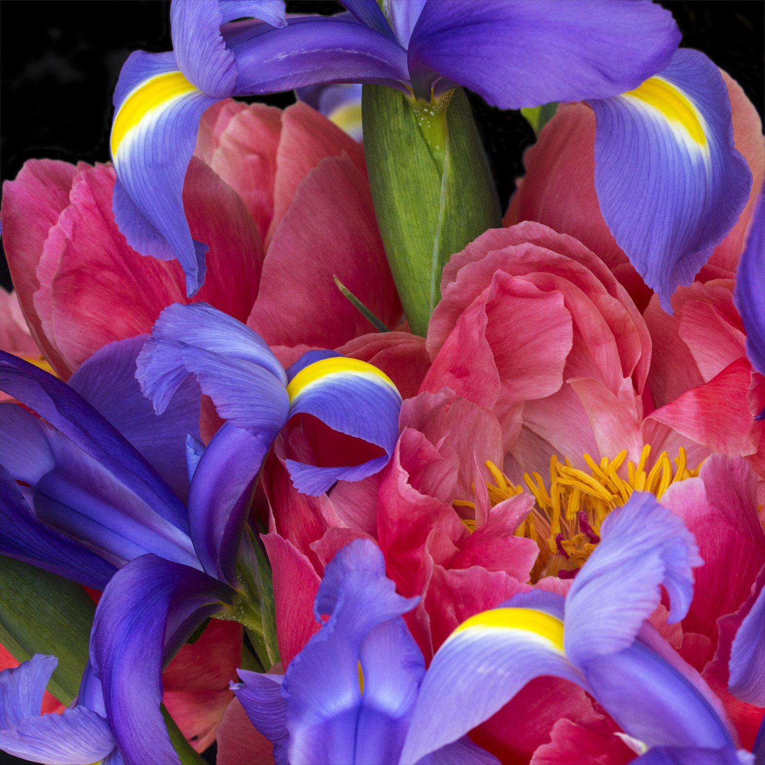Close-up of pink and purple flowers, including irises and peonies, with a black background.