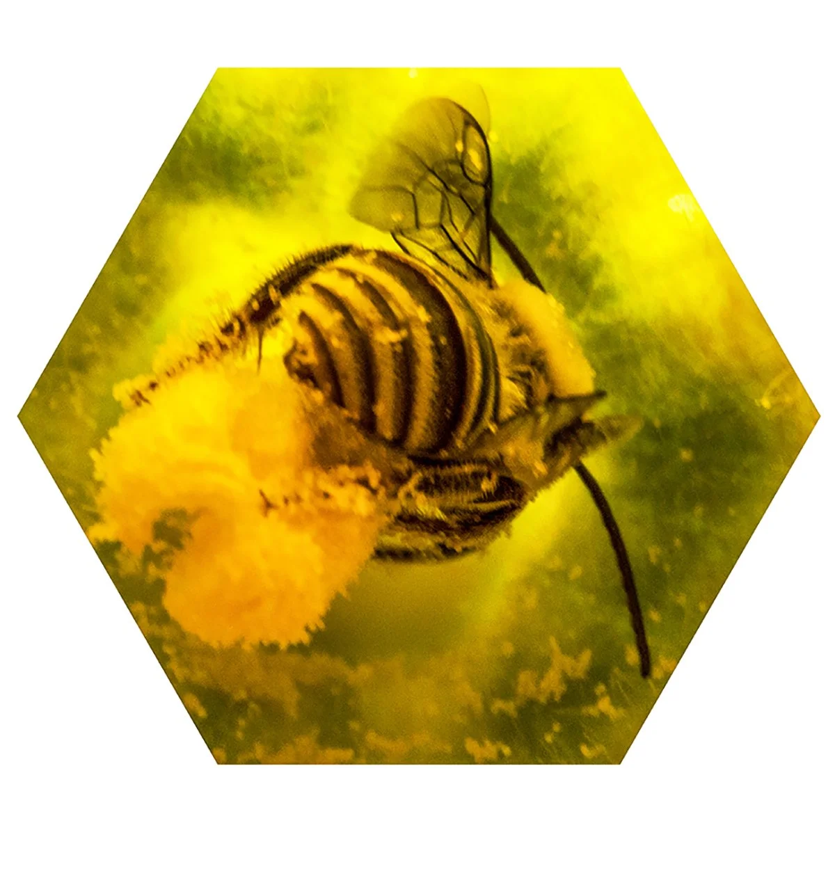 Close-up of a bee collecting pollen from a yellow flower, with a blurred green background.