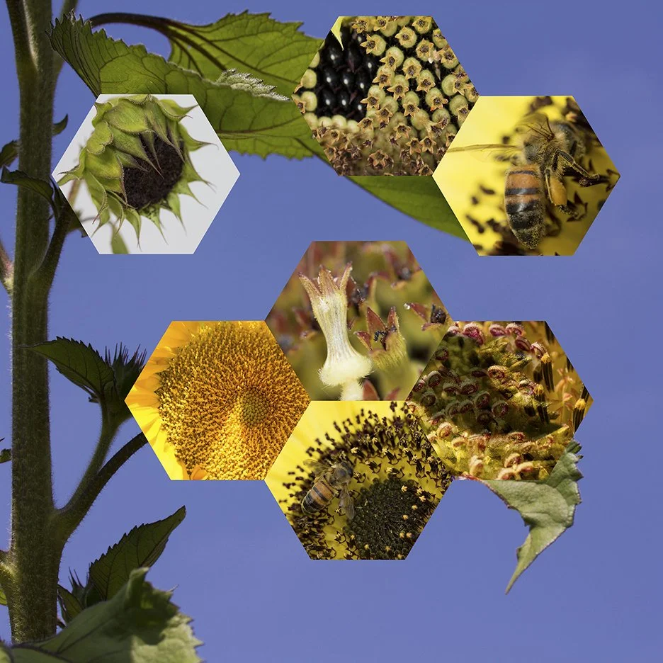 Sunflower (Helianthus annuus), 
2014, Archival digital print mounted on white sintra and faced with plexiglas, 38.5 X 40”