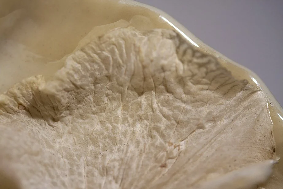Close-up of a dried, cracked, beige shell, possibly a seashell or dried fruit shell, with a curved edge.