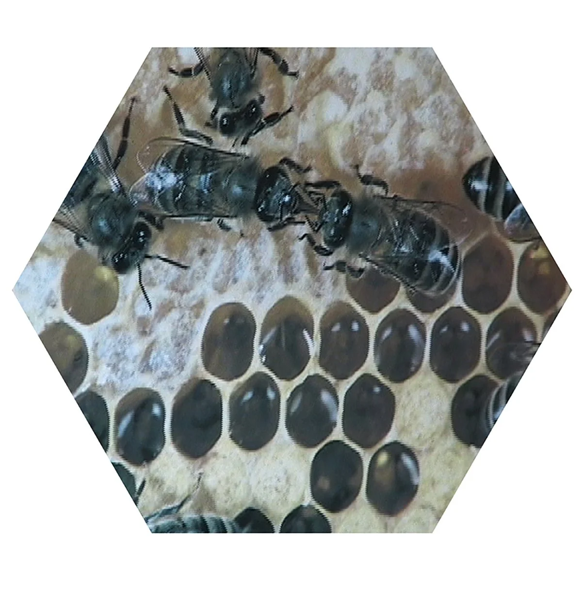 Honeybees working on a honeycomb, with some bees inside the honeycomb cells and others on top of the honeycomb structure.