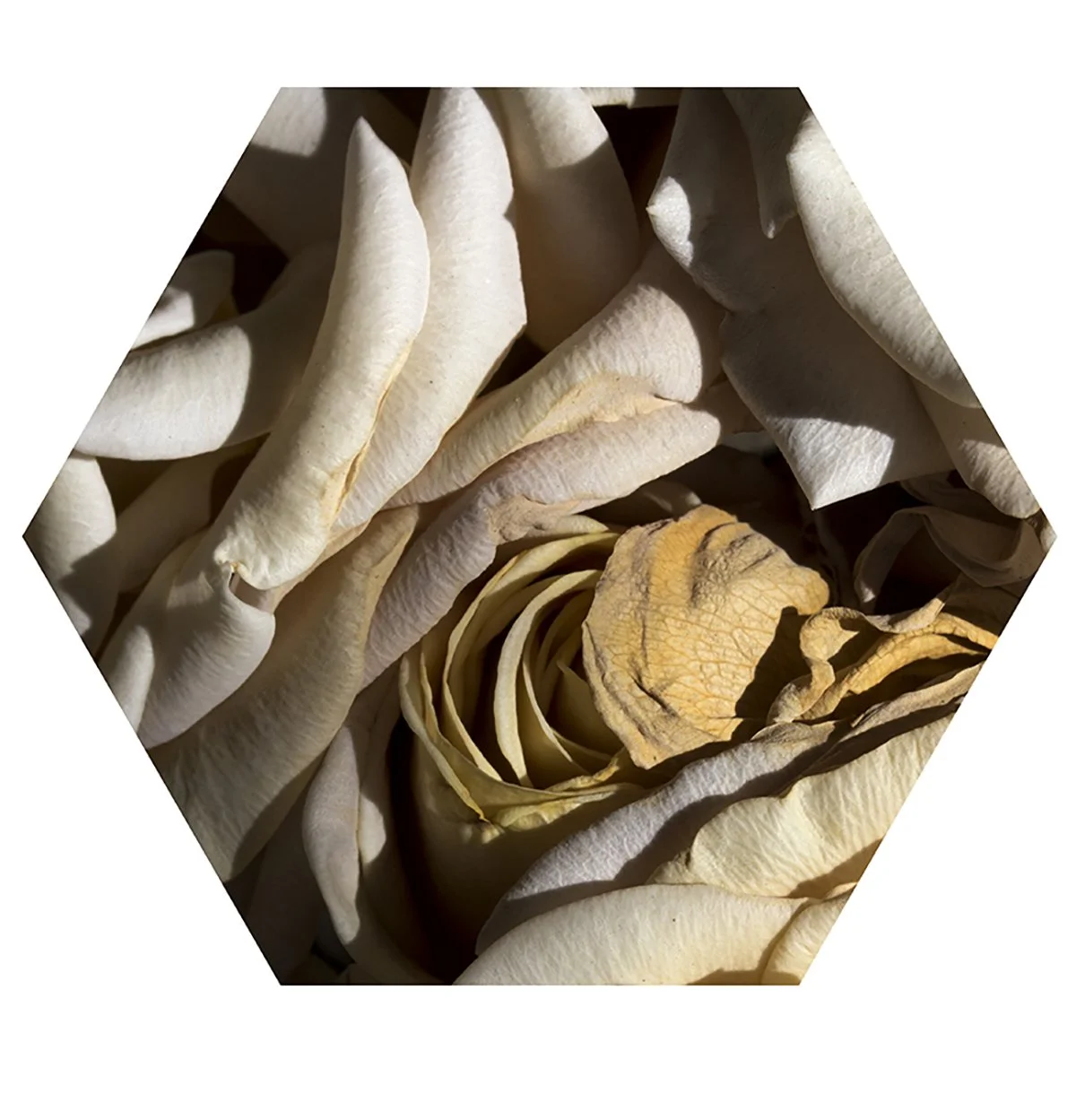 Close-up of dried white rose petals inside a hexagonal frame.