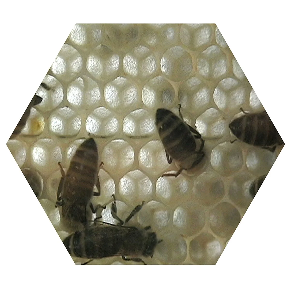 Close-up of honeybee hive with bees on honeycomb cells.