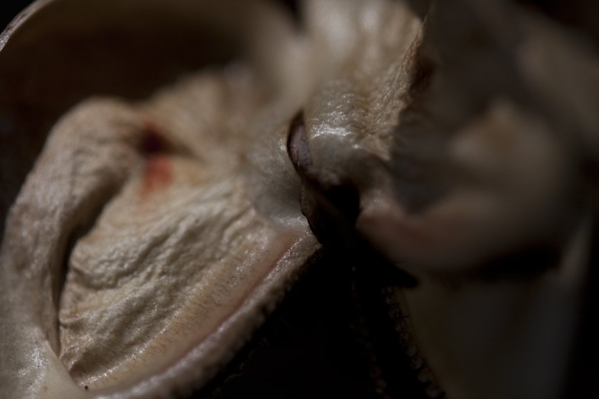 Close-up of a dog's nose and mouth.