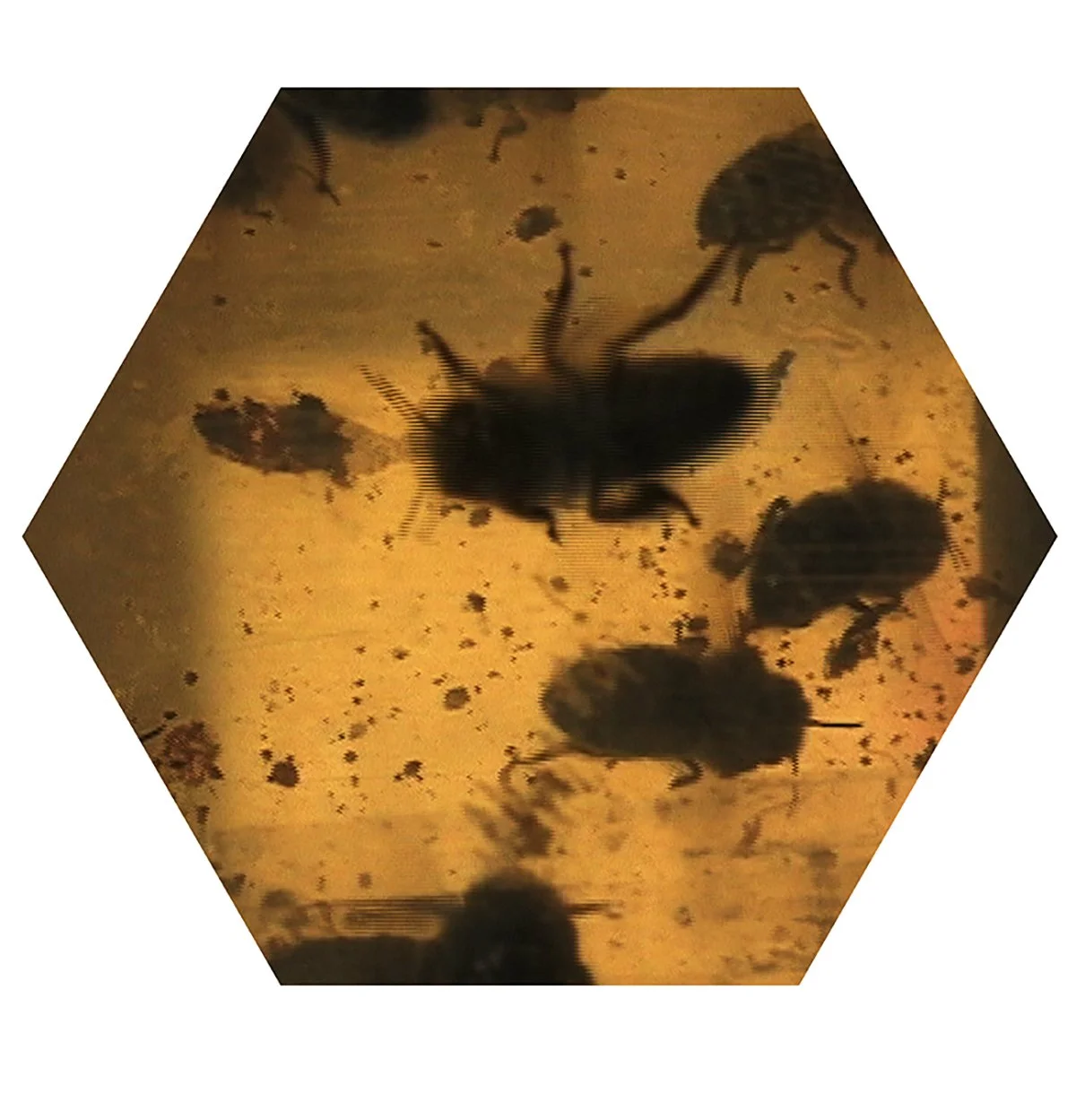 Silhouette of a bee and other small insects on a yellowish surface with floral patterns, viewed from above.