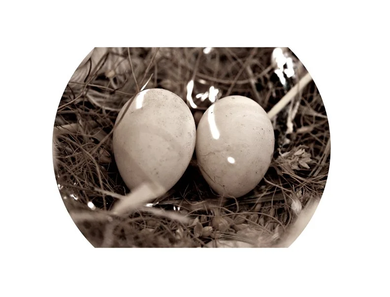 Two eggs nestled in straw or grass.