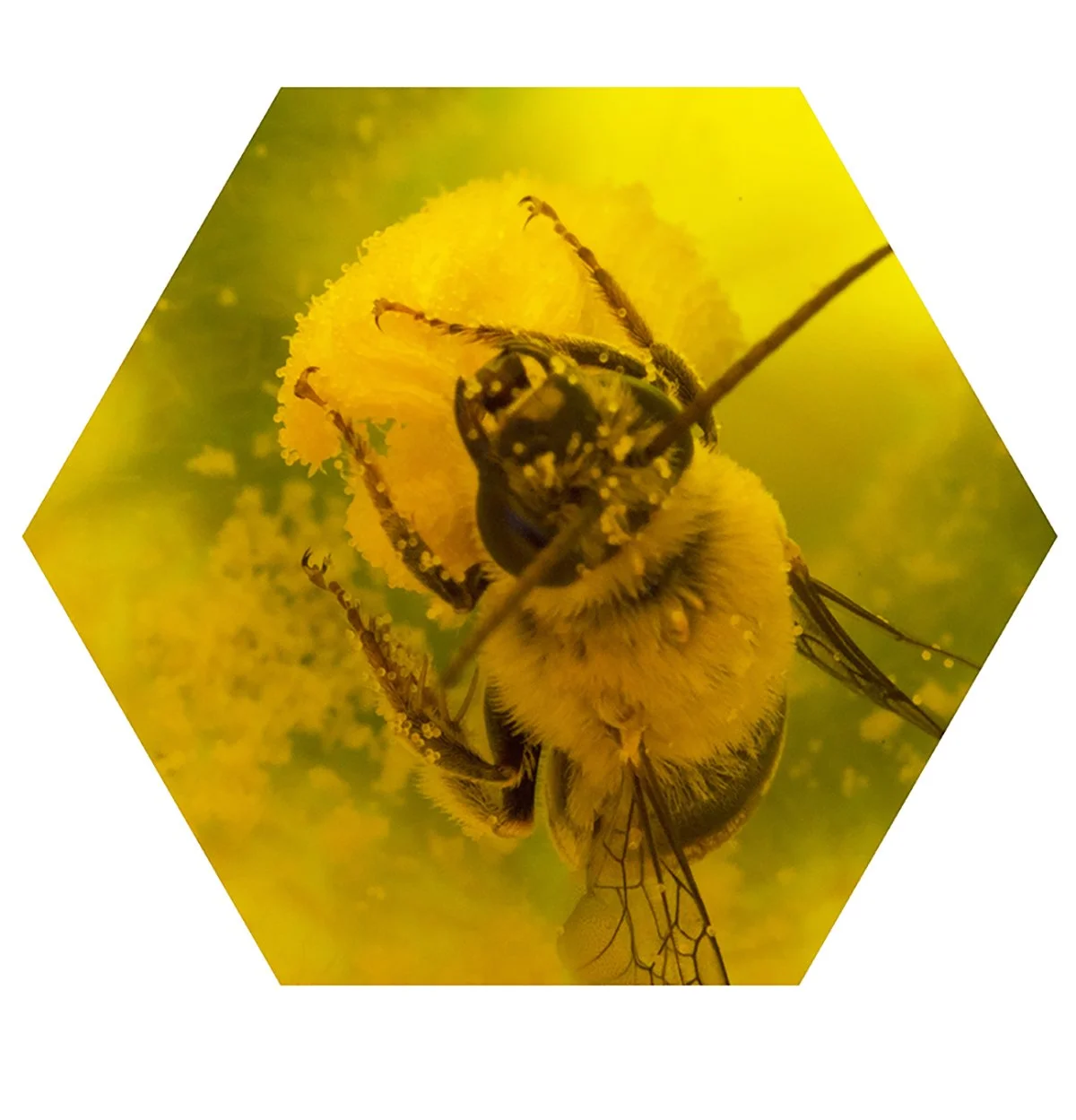 Close-up of a bee covered in pollen, collecting nectar from a bright yellow flower.