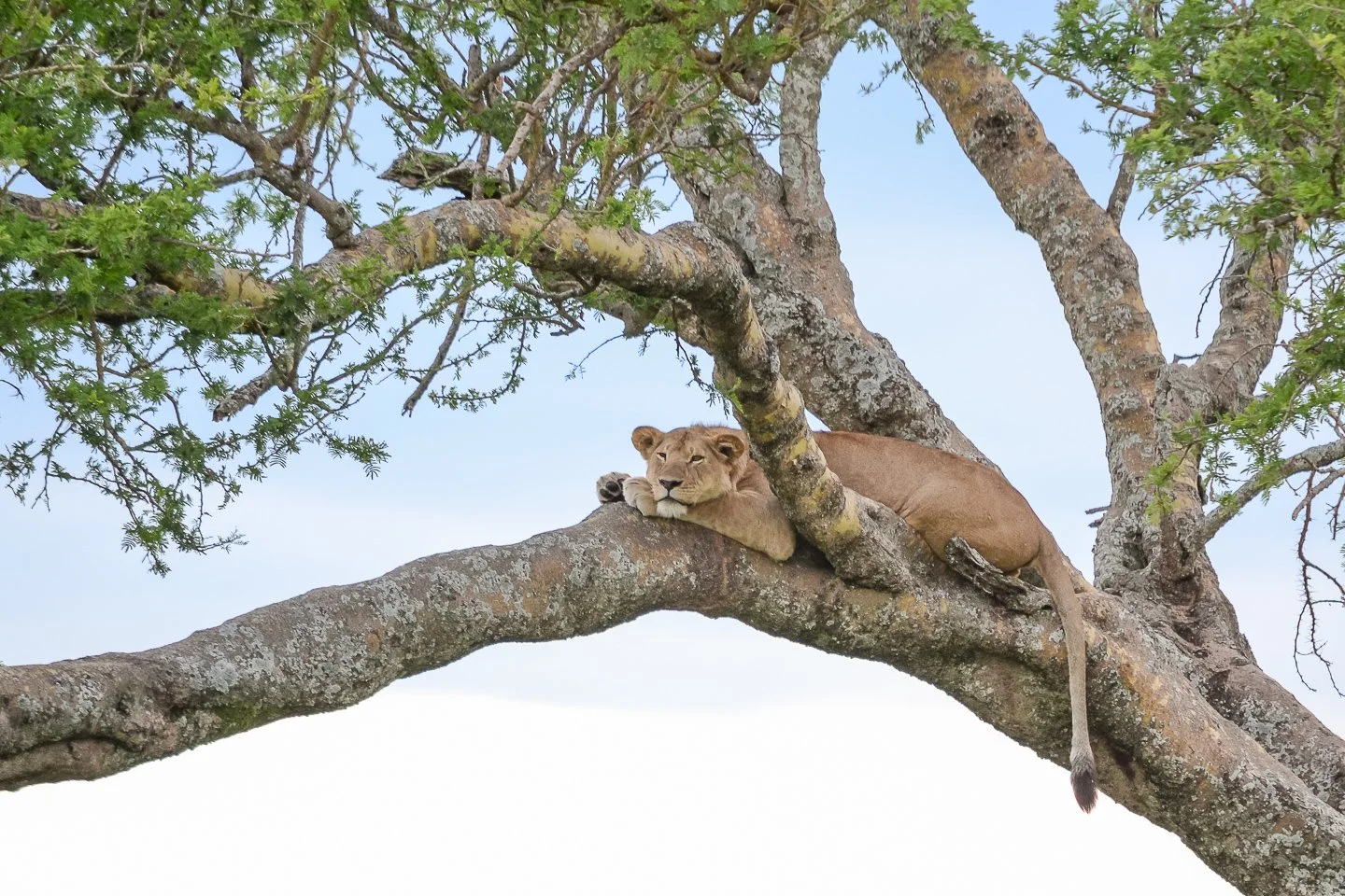 1 The Queen on the treeWEB.jpg
