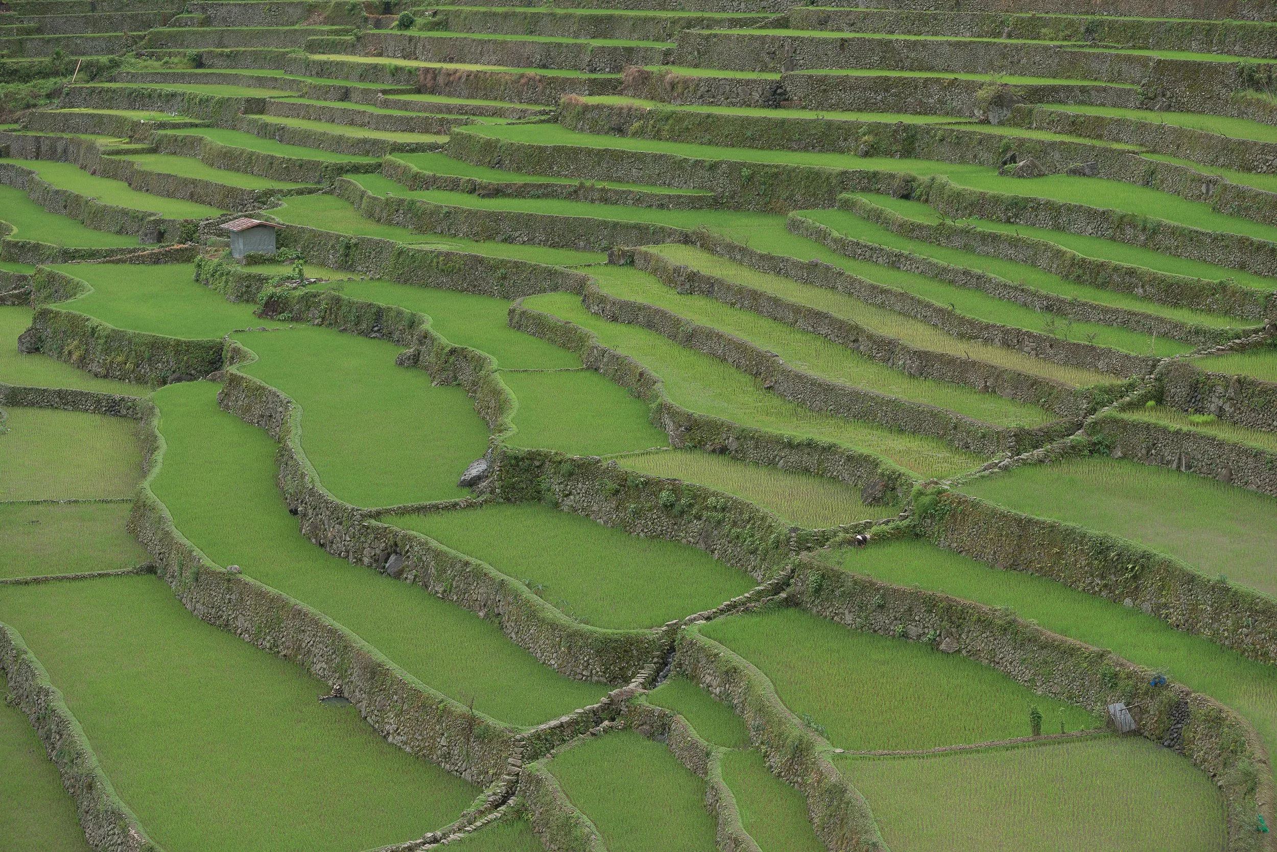 Top Landscape (90 of 98).jpg