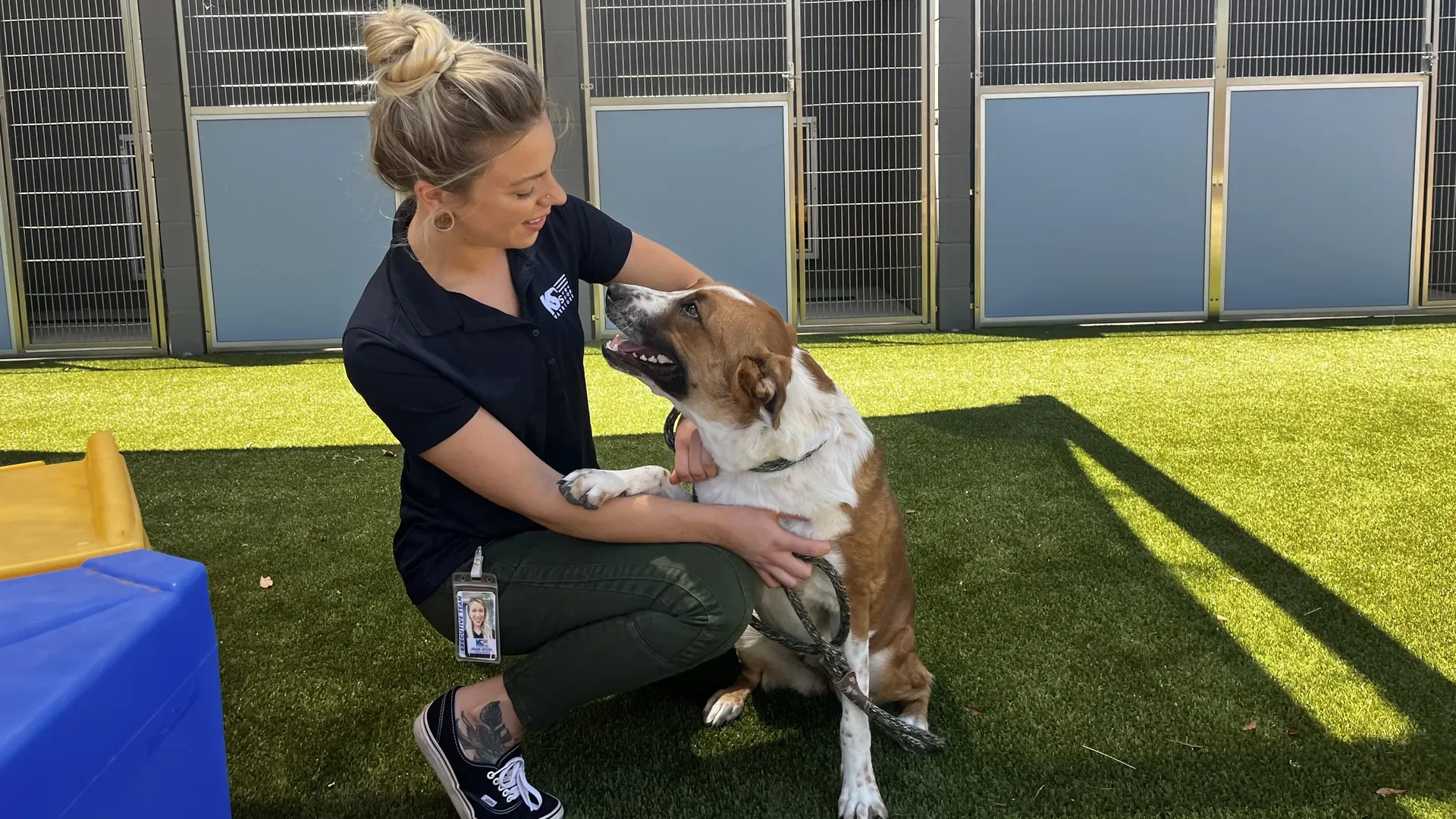 A woman kneeling on artificial grass and smiling at a large, brown and white dog in an outdoor area with person-sized dog kennels in the background.