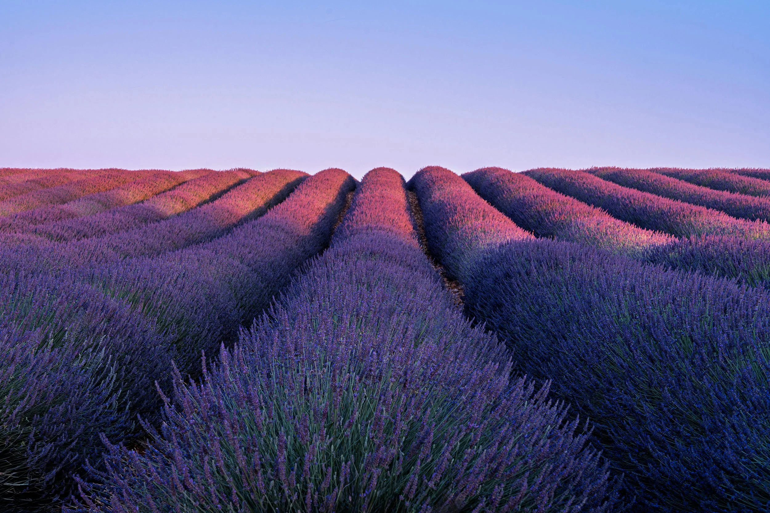 A vast field of blooming lavender flowers arranged in neat rows under a clear blue sky.