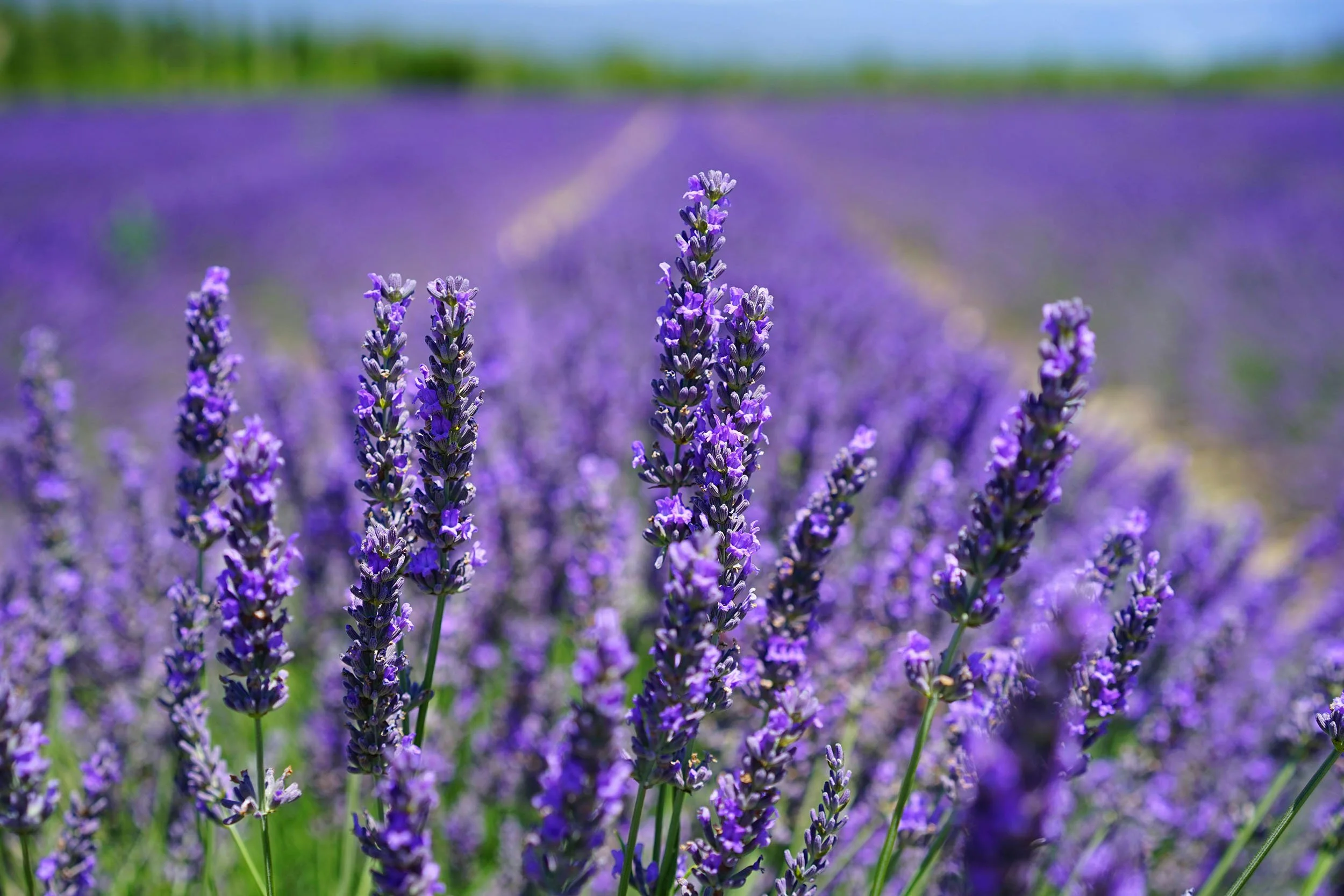 A field of blooming lavender flowers under a blue sky.