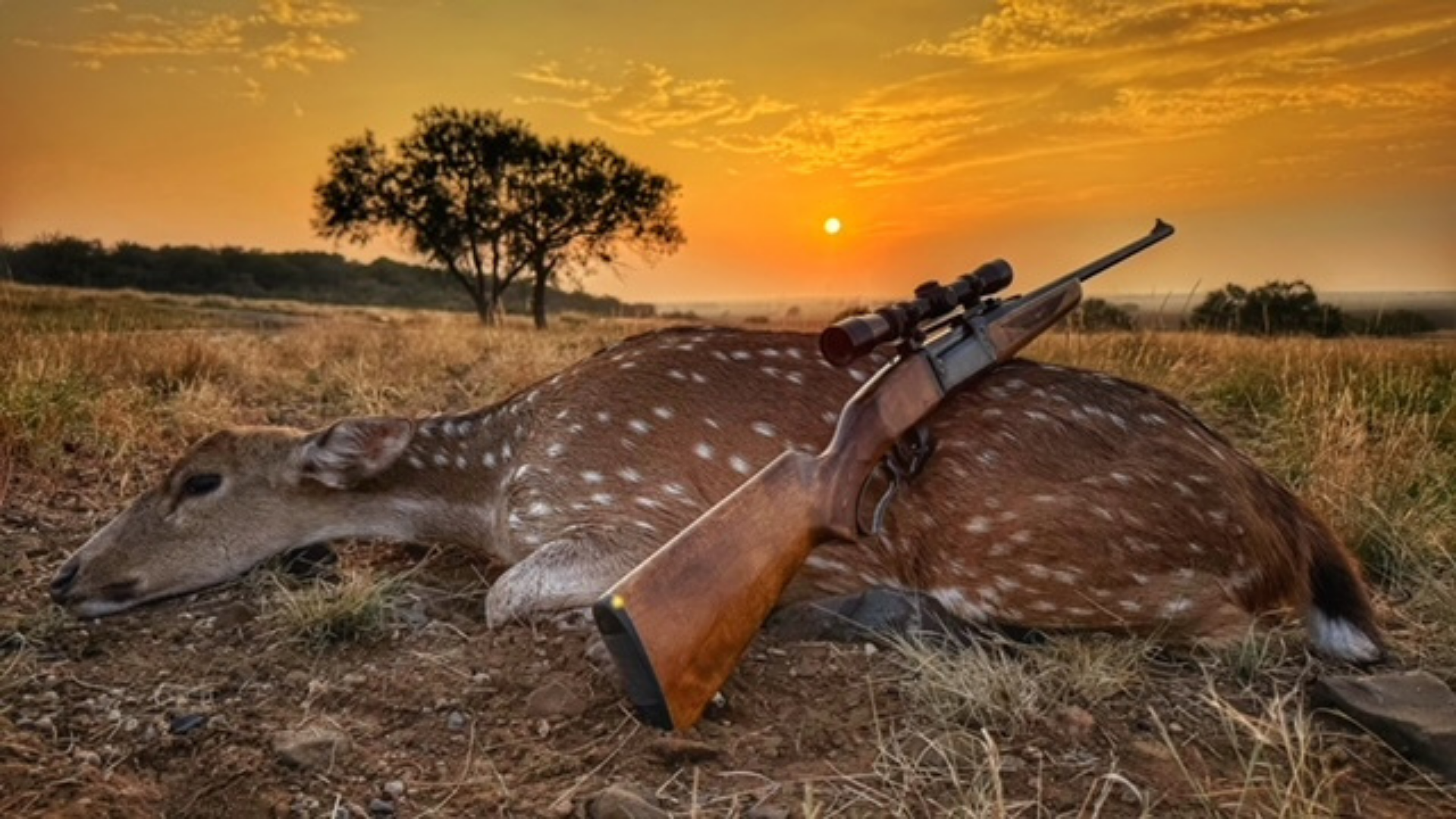 An axis deer laying on the ground at sunrise with a hunting rifle resting across its body.