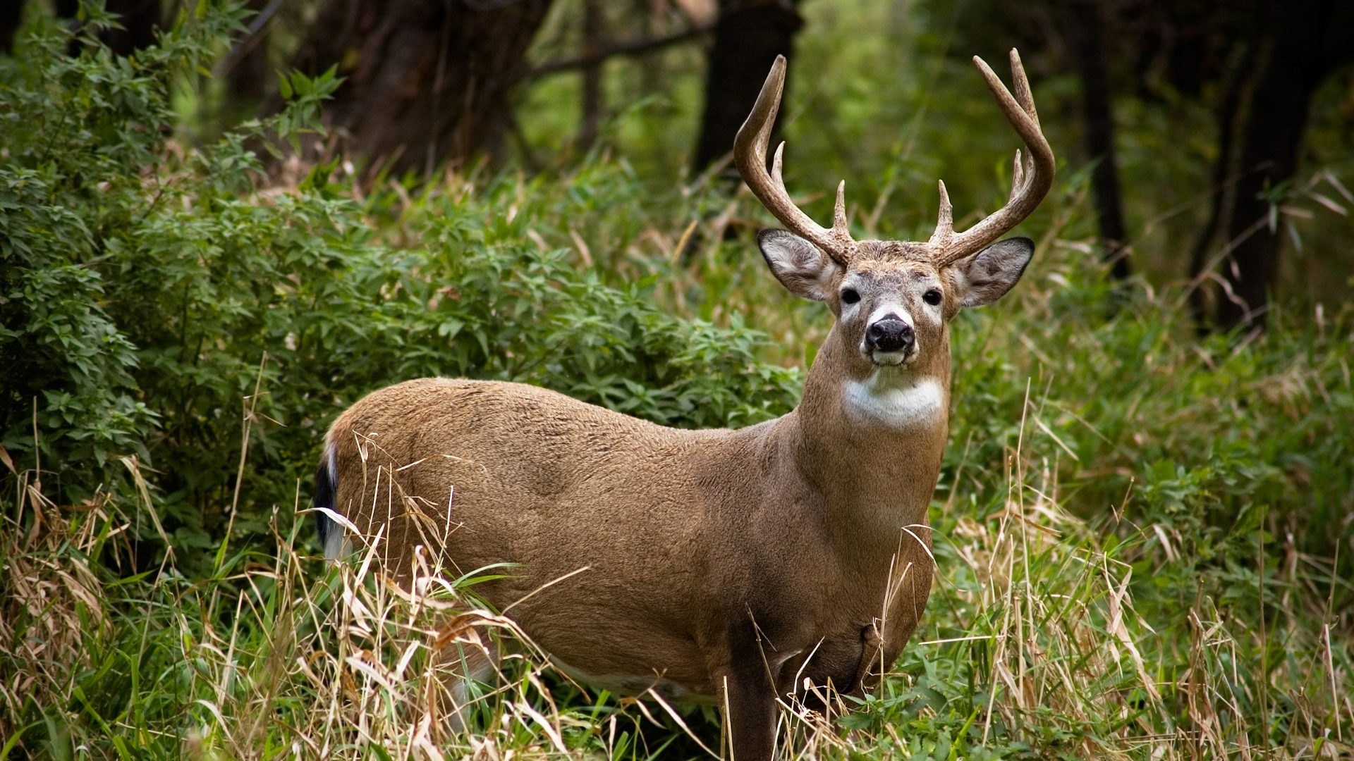 A deer with large antlers standing in a lush green forest.