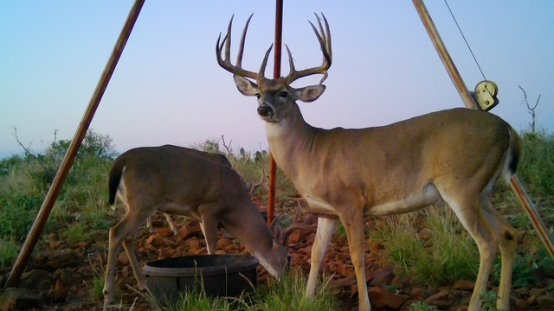 Two white-tailed bucks standing near a feeder in a grassy area at dawn, one feeding and the other looking toward the camera.