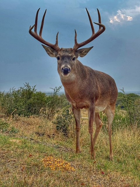 Whitetail buck with impressive hard antlers facing the camera in a grassy area under a cloudy sky.