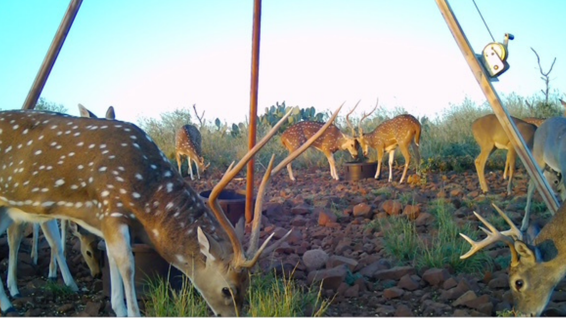 Multiple axis deer and a few white-tailed deer feeding together near a feeder in a rocky area, early in the morning.