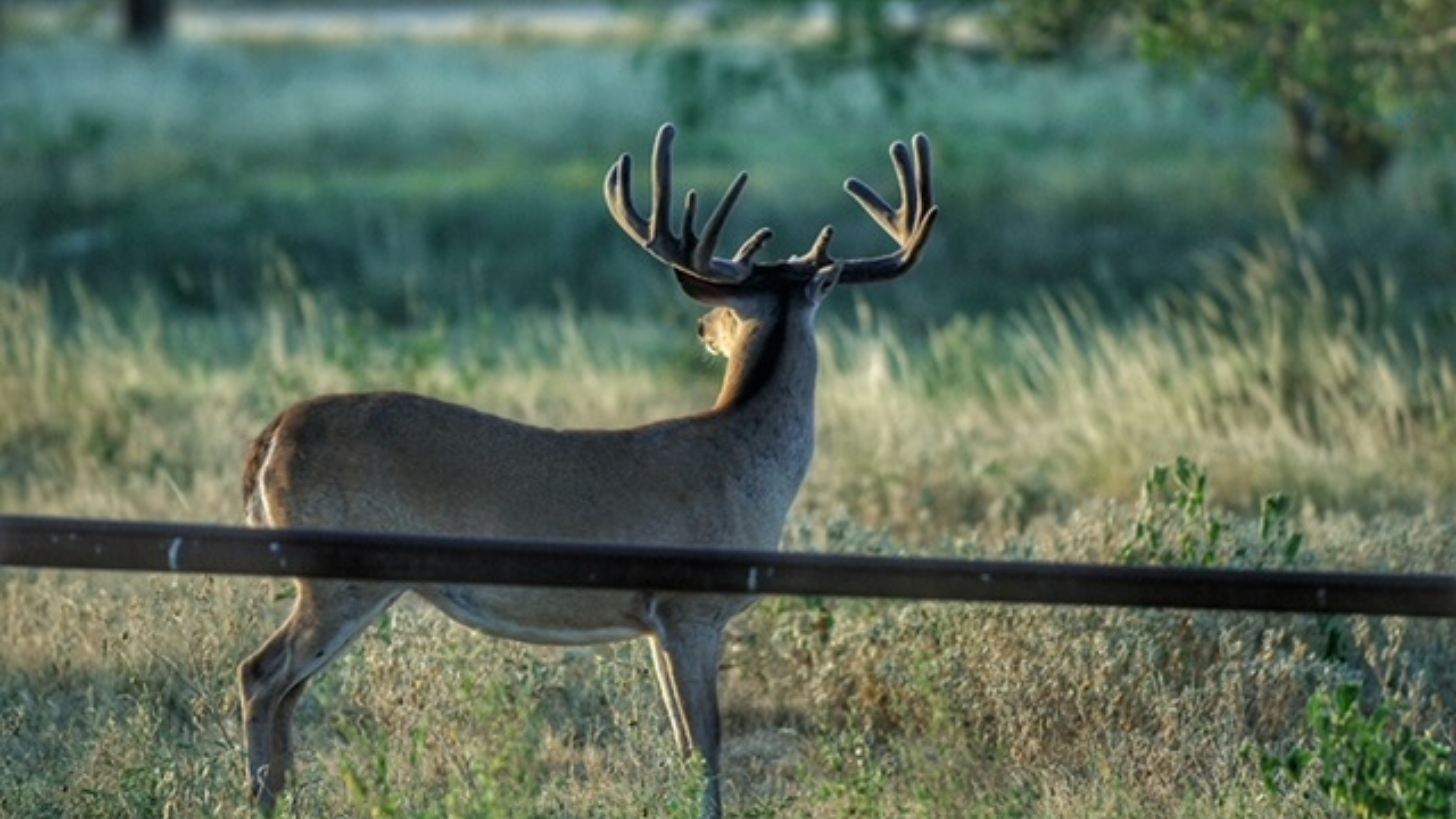 A white-tailed buck with velvet antlers facing away, standing in a sunlit pasture with a metal fence in the foreground.