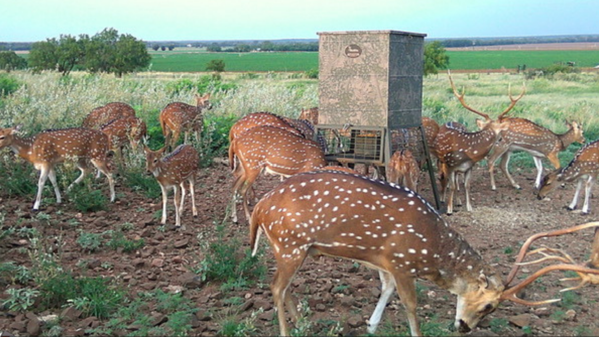 A large group of axis deer with spotted coats gathered around a hunting feeder in a rocky field.