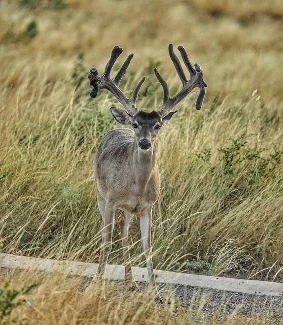 Whitetail buck with large velvet antlers standing alert on the edge of a paved road in tall grass.