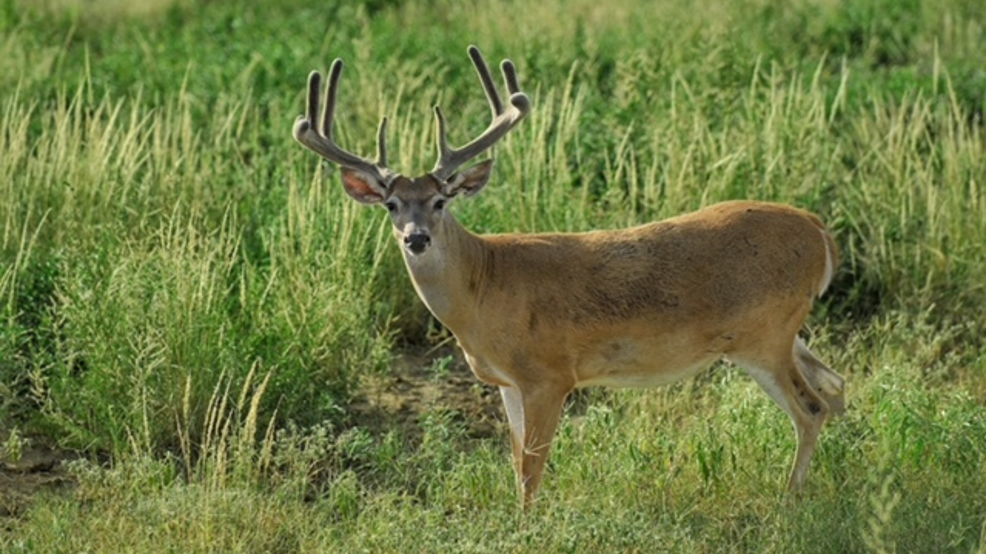 A single white-tailed buck in velvet antlers standing in a patch of green grass and weeds, looking at the viewer.
