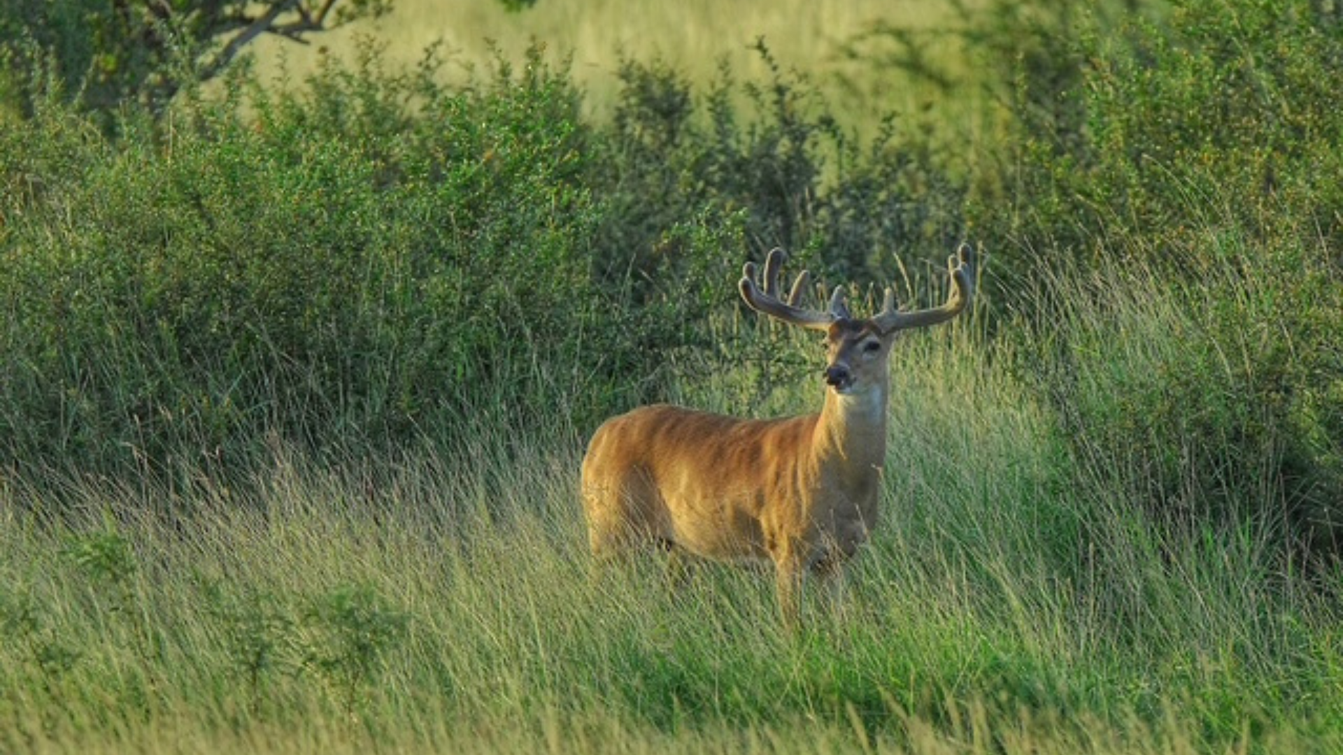 A lone white-tailed buck with large antlers standing alert in tall green grass near dense brush.