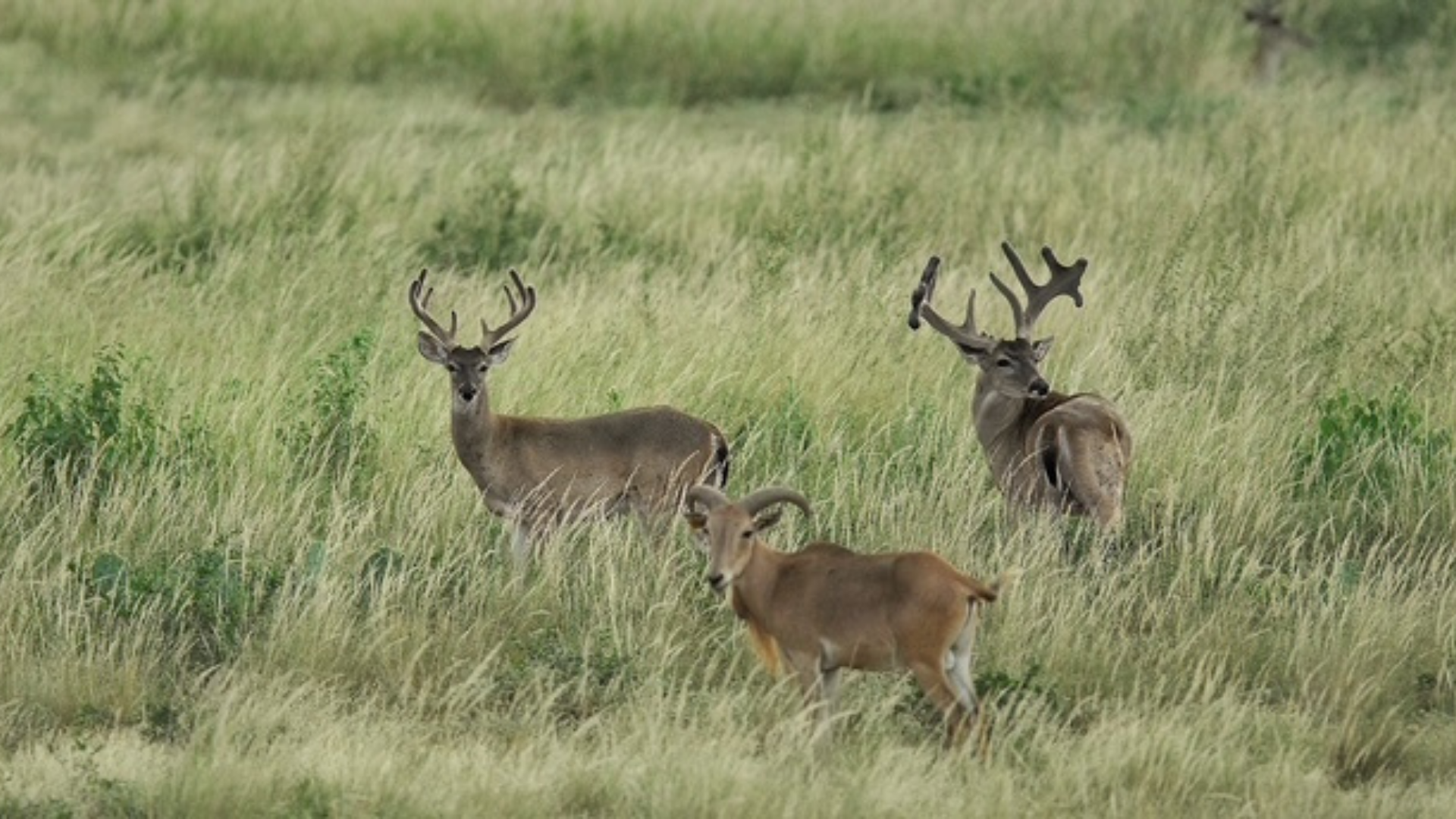 Three deer, two bucks and one aoudad sheep, standing together in a field of tall grass.