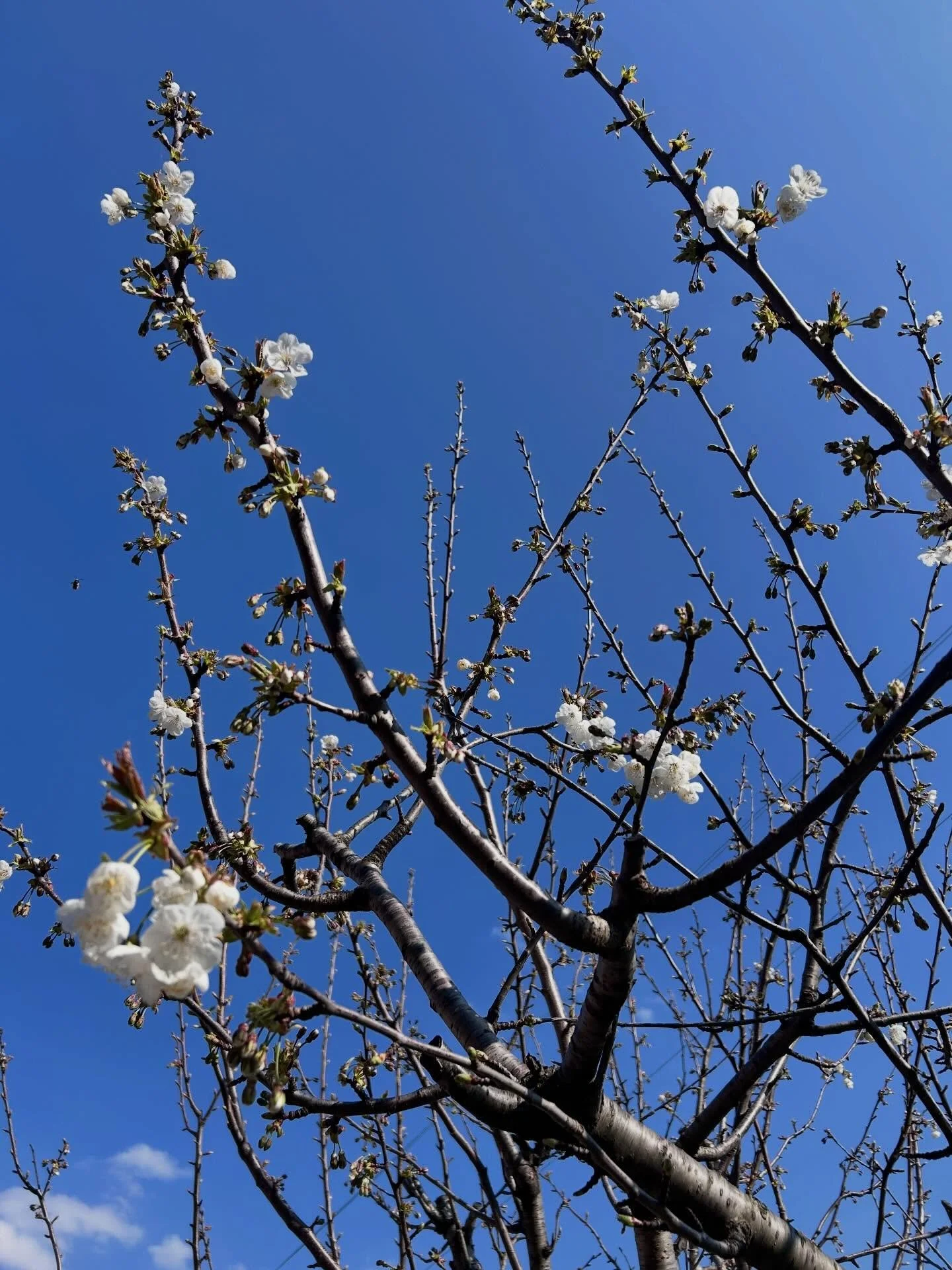 Spring is in the air&hellip;and not only 😁
The garden is waking up and new flowerbeds in the making&hellip;more to come 

#laglio #springvibes #comolake