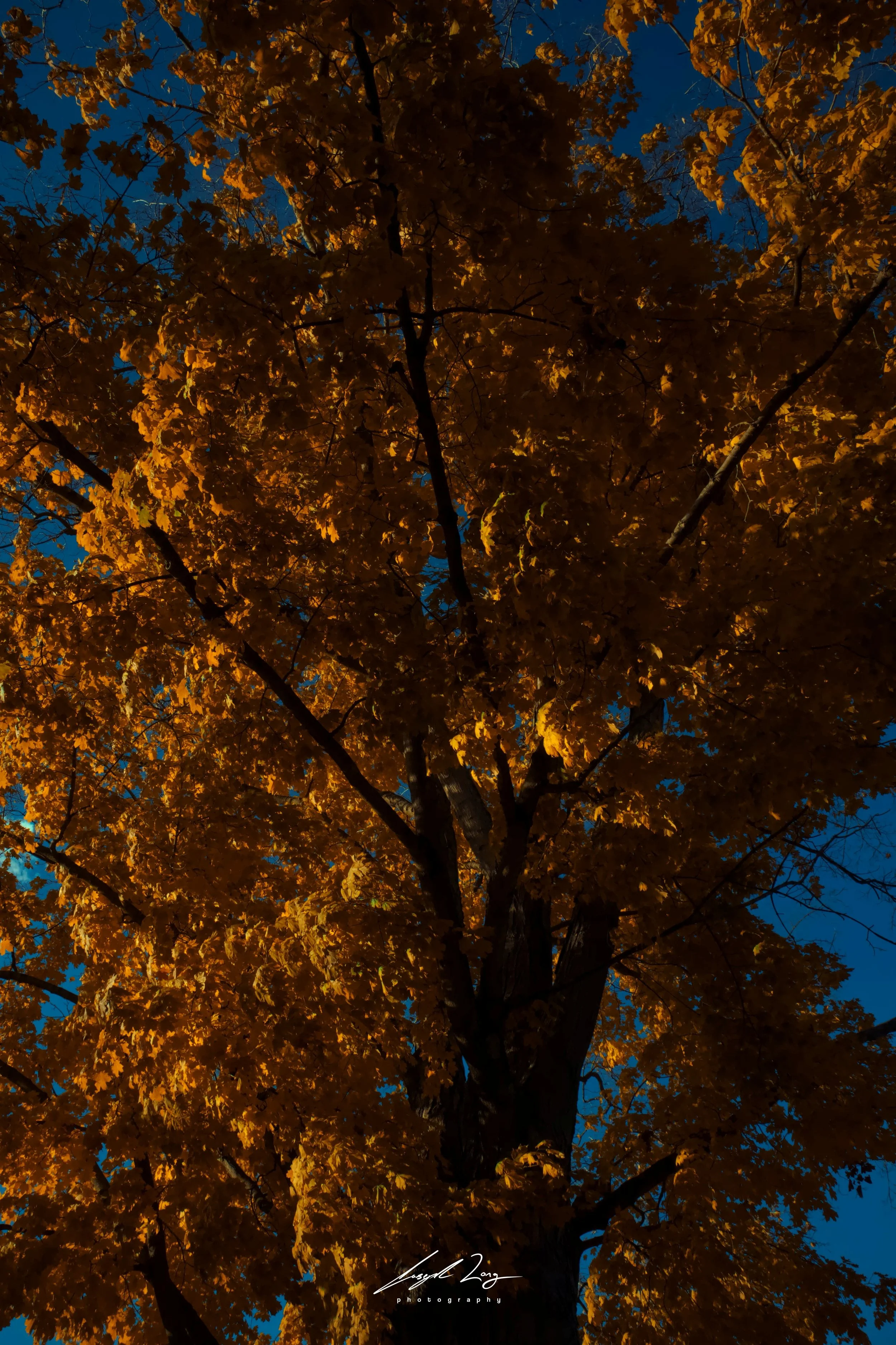 "trees" 2025. Canon M50D. PRINTS FOR SALE