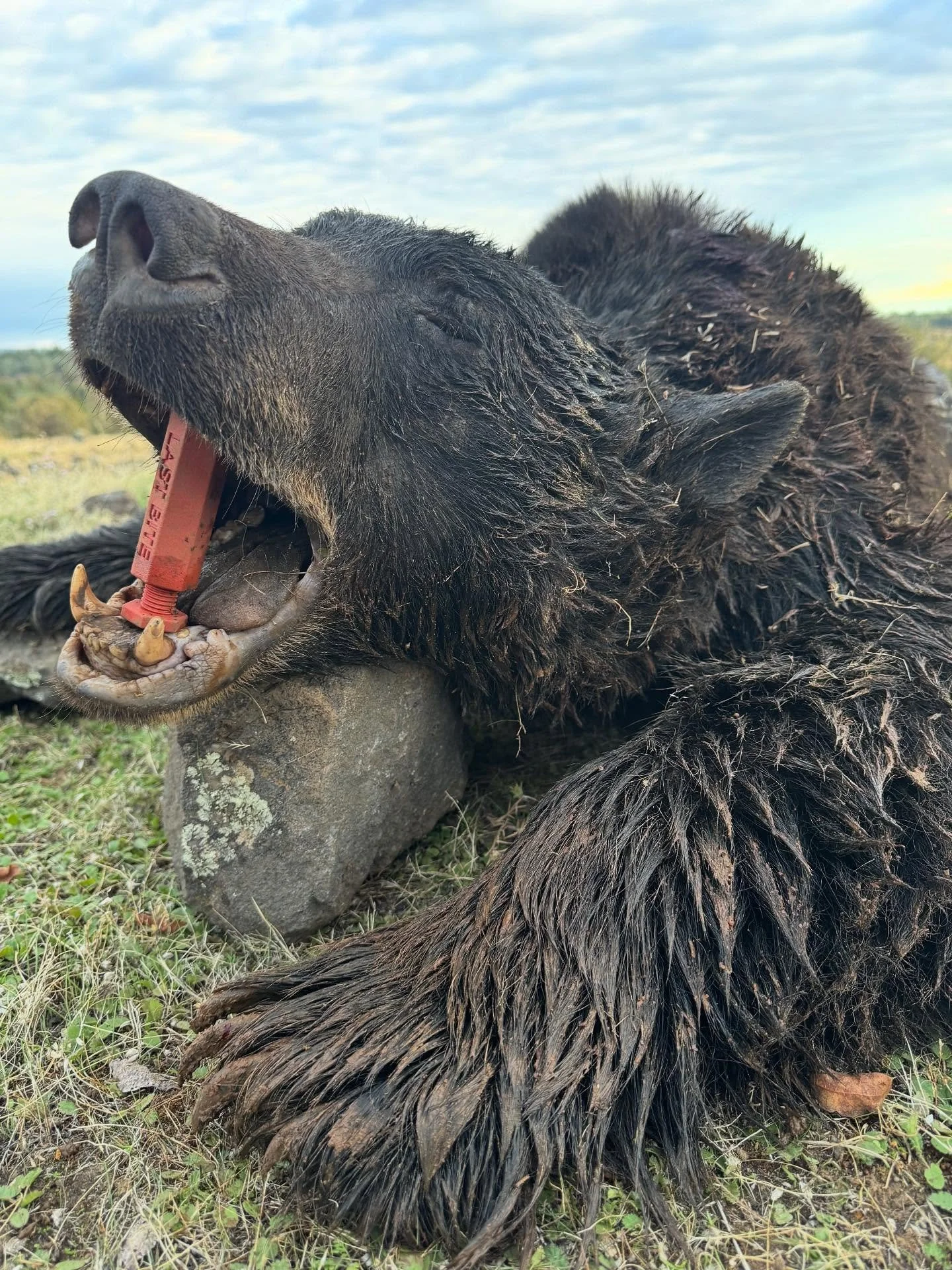 Couldn&rsquo;t be happier with our harvest so far this season. 

Grab a last bite for yourself. Works on most predators from hogs to gators and almost everything in-between. 

Can&rsquo;t wait for a wolf 🐺 

#hunt #huntingseason #huntgram #lastbitep
