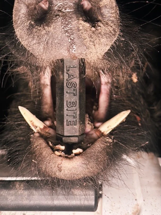 Shout out to @southtexas_boarbustin for keeping us in ground Hogs Day 

Last bites make for great pics. But they also show off the bite of the harvest and your taxidermist will thank you. Not to mention any game warden who needs to do validations. 

