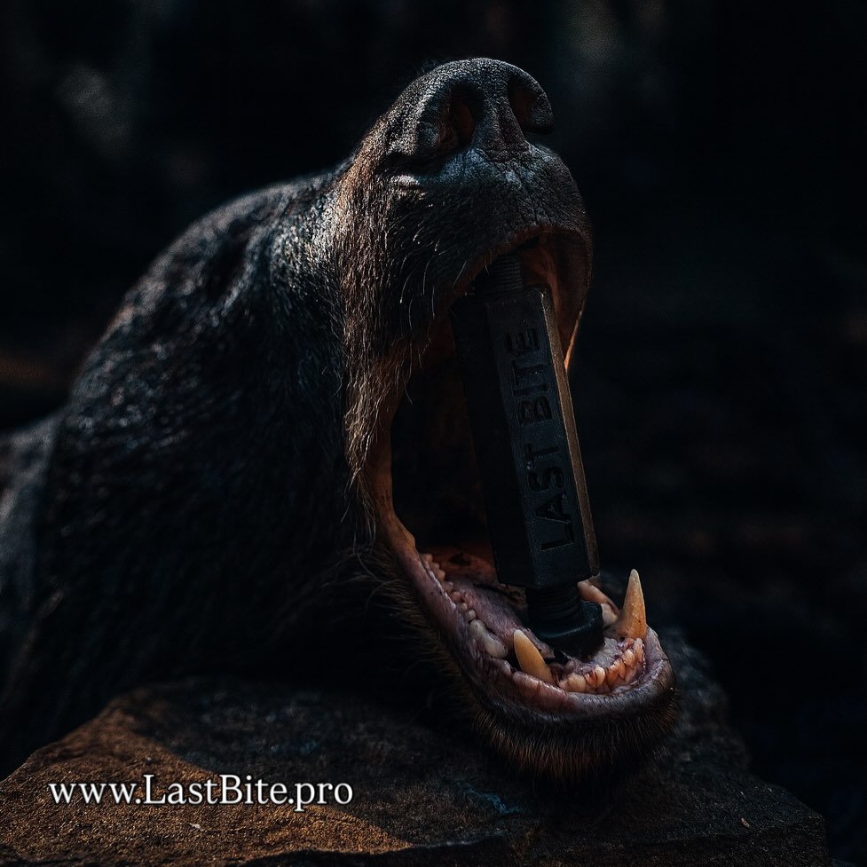 Black bear down. They deserves more than a stick shoved in its mouth for their Last Bite. 

#hunt #bearhunt #bearhunting #lastbitepro #hunting #huntingseason #huntinglife #fyp #huntinggear