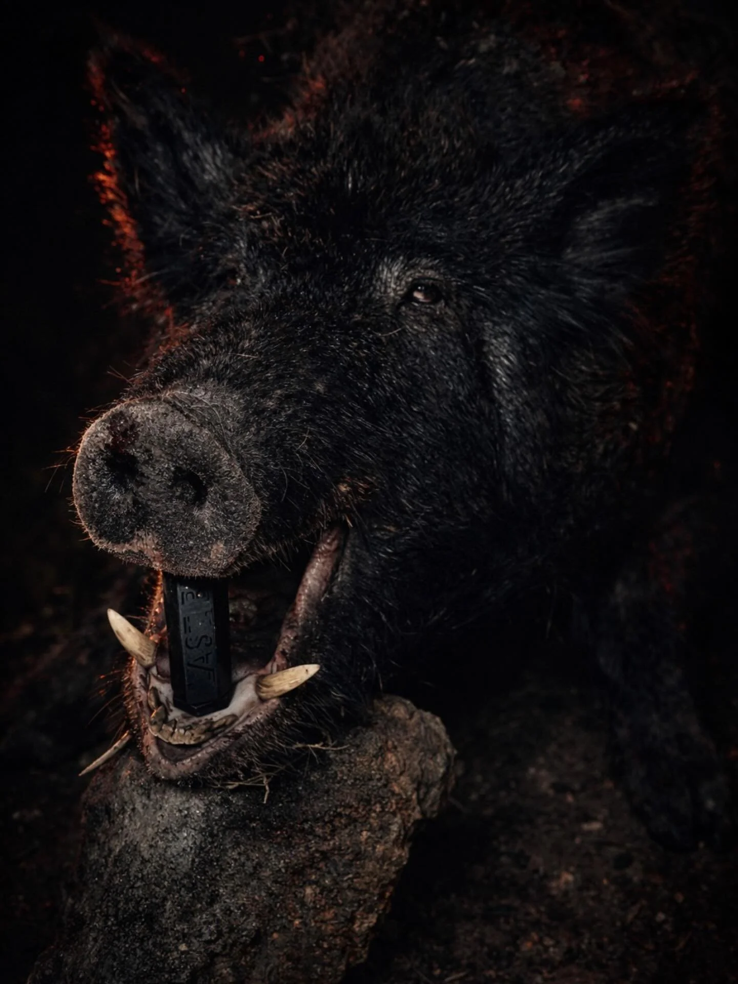 Frank the tank knocking em downnnnn 🔥 

#lastbitepro #hunt #hunting #huntinglife #huntingseason