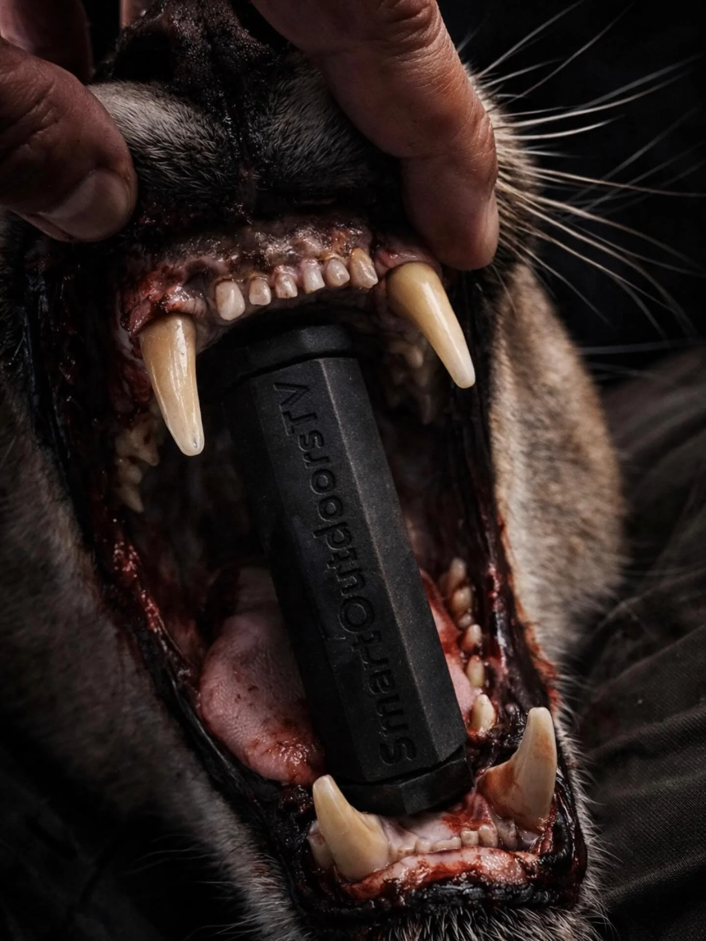 Here kitty. Lemme give you your Last Bite. 

@smartoutdoorstv lifetime of a mount. Well done. 

#lastbitepro #hunt #hunting #huntinglife #huntgram