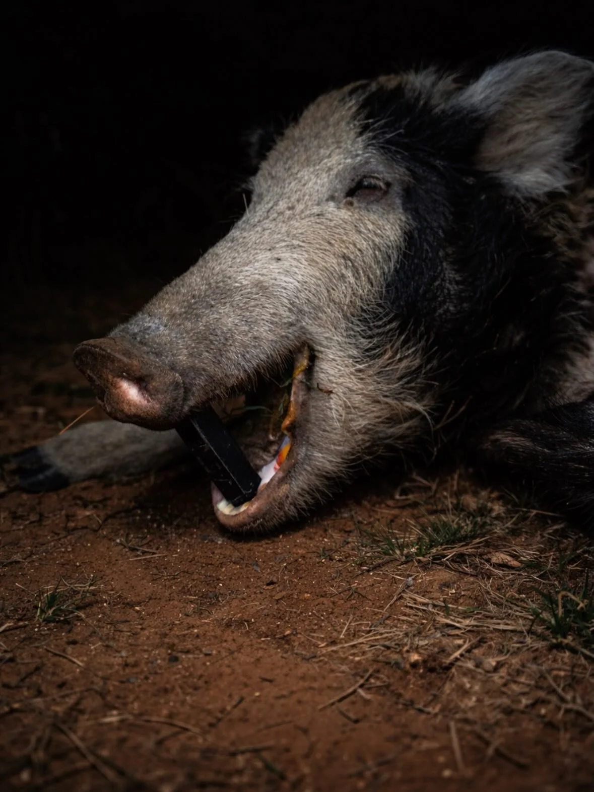 Only tanks. So Bite Hard. 

www.LastBite.pro

#lastbitepro #hunt #hunting #huntinglife #huntingseason