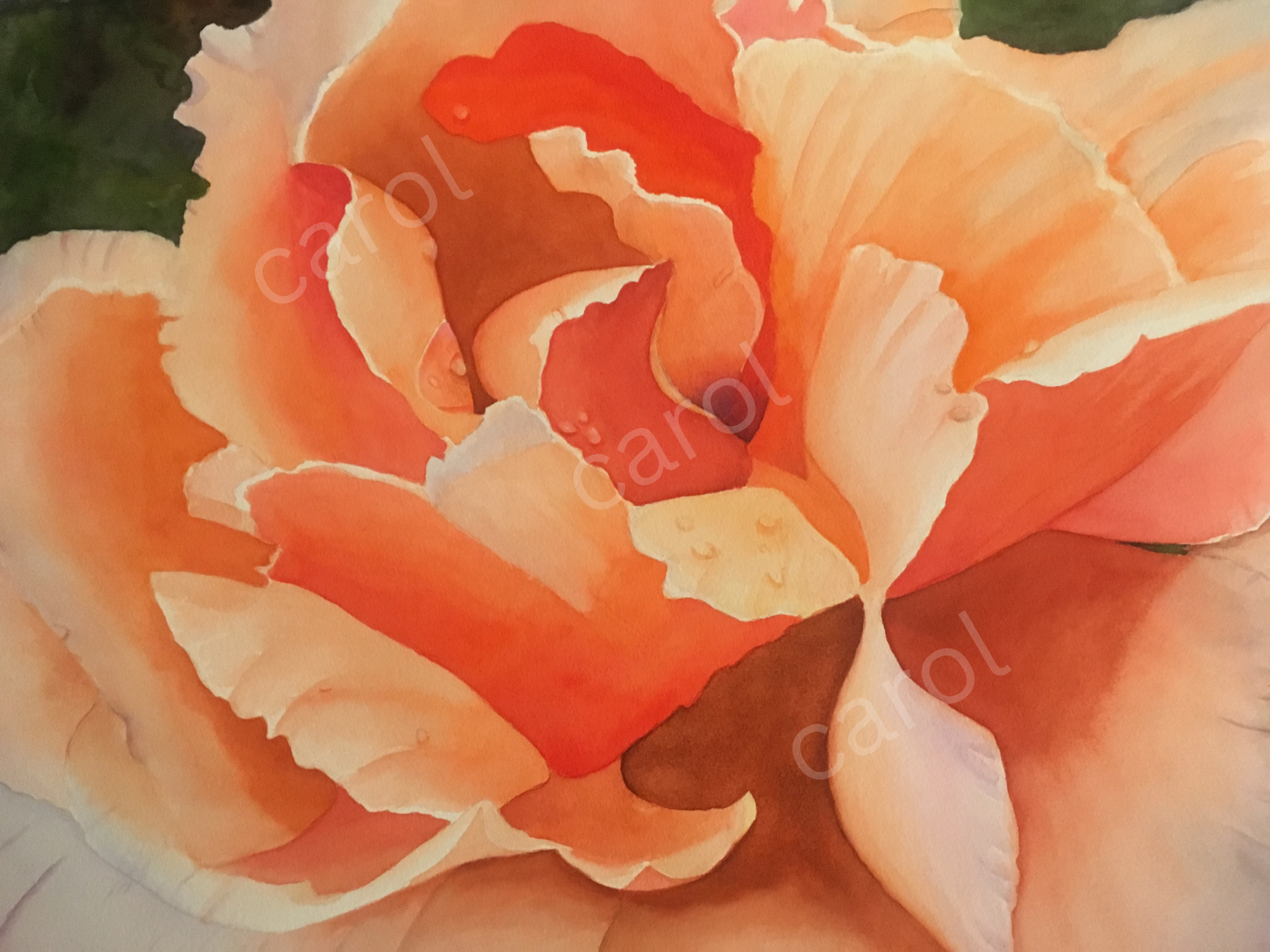 Award winning painting
Just Joey grows in my garden. This flower was two handfuls large!