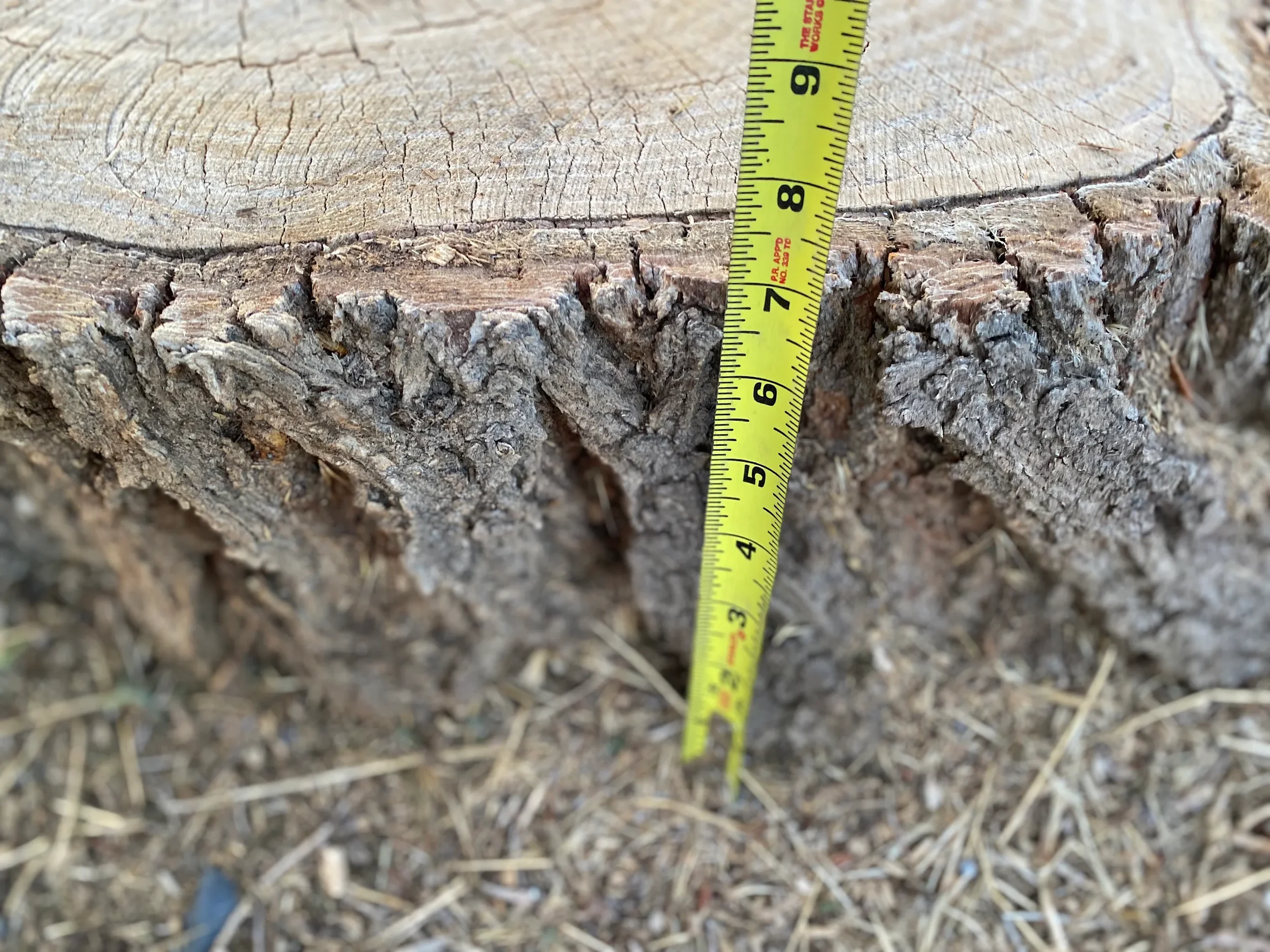 A tree stump with a yellow measuring tape showing about 8 inches, surrounded by dirt, small wood chips, and debris.