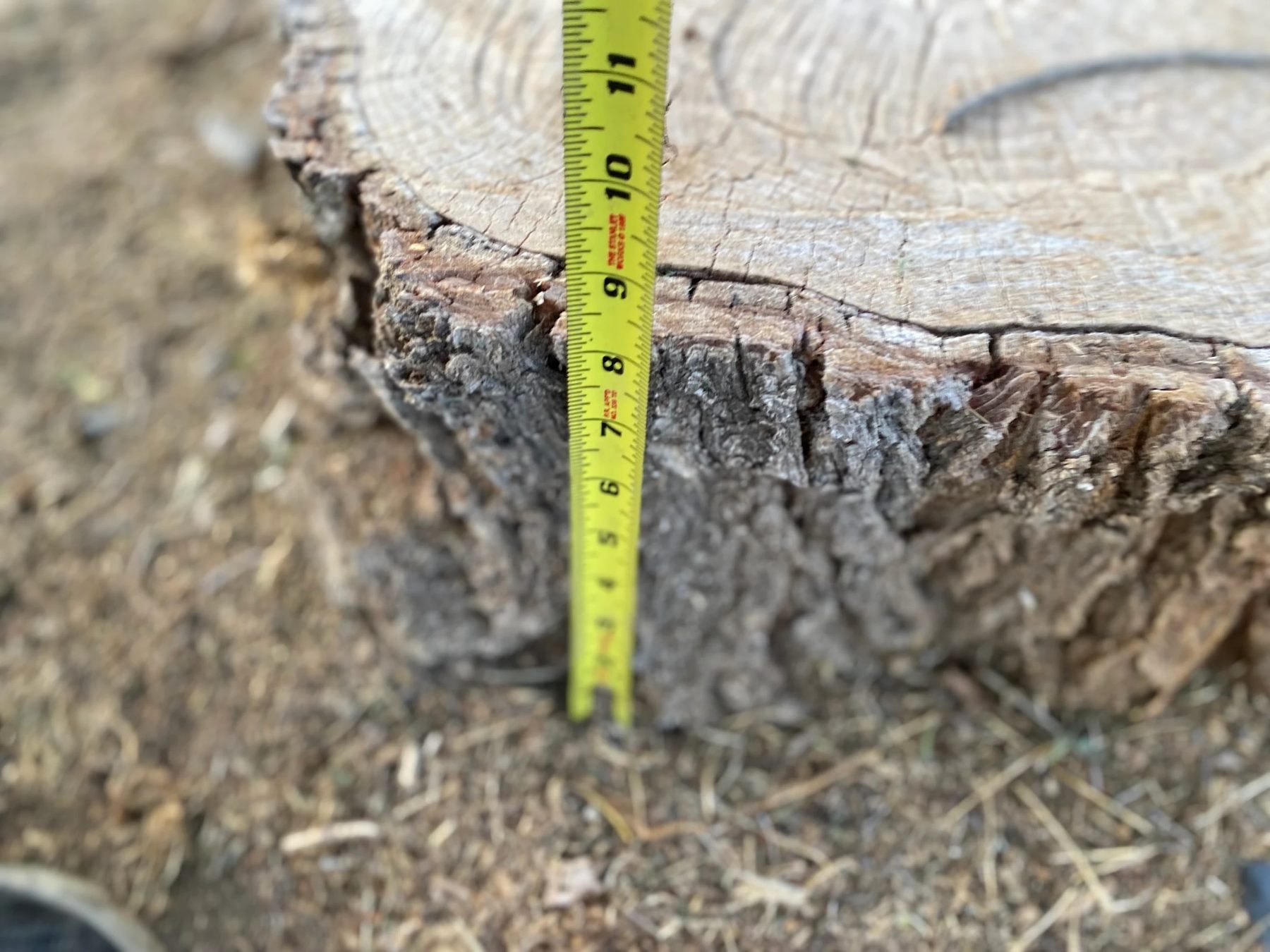 Tape measure showing the height of a large tree stump before stump removal in Boise