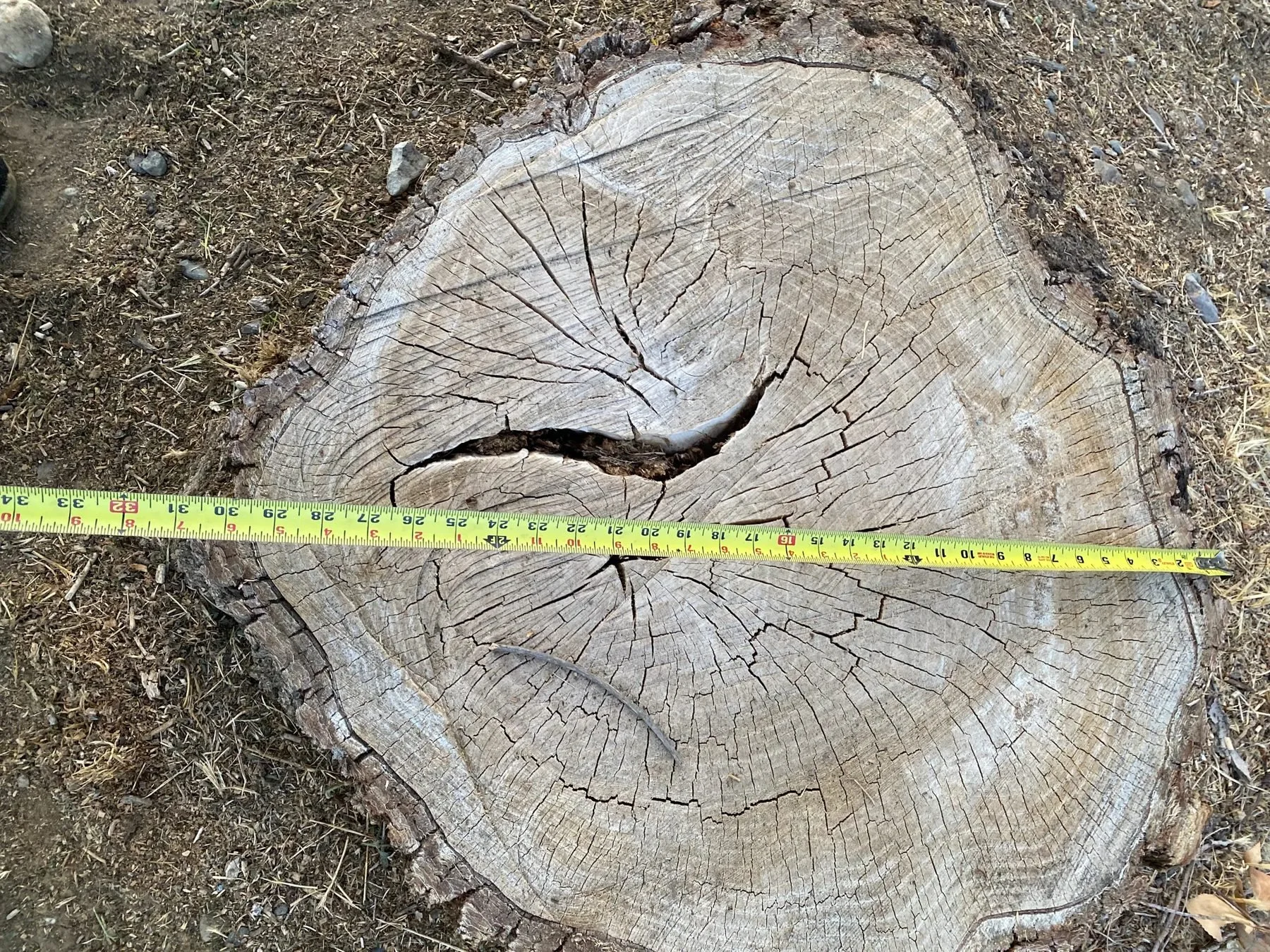 Before: large weathered tree stump measured with a tape in Boise, Idaho