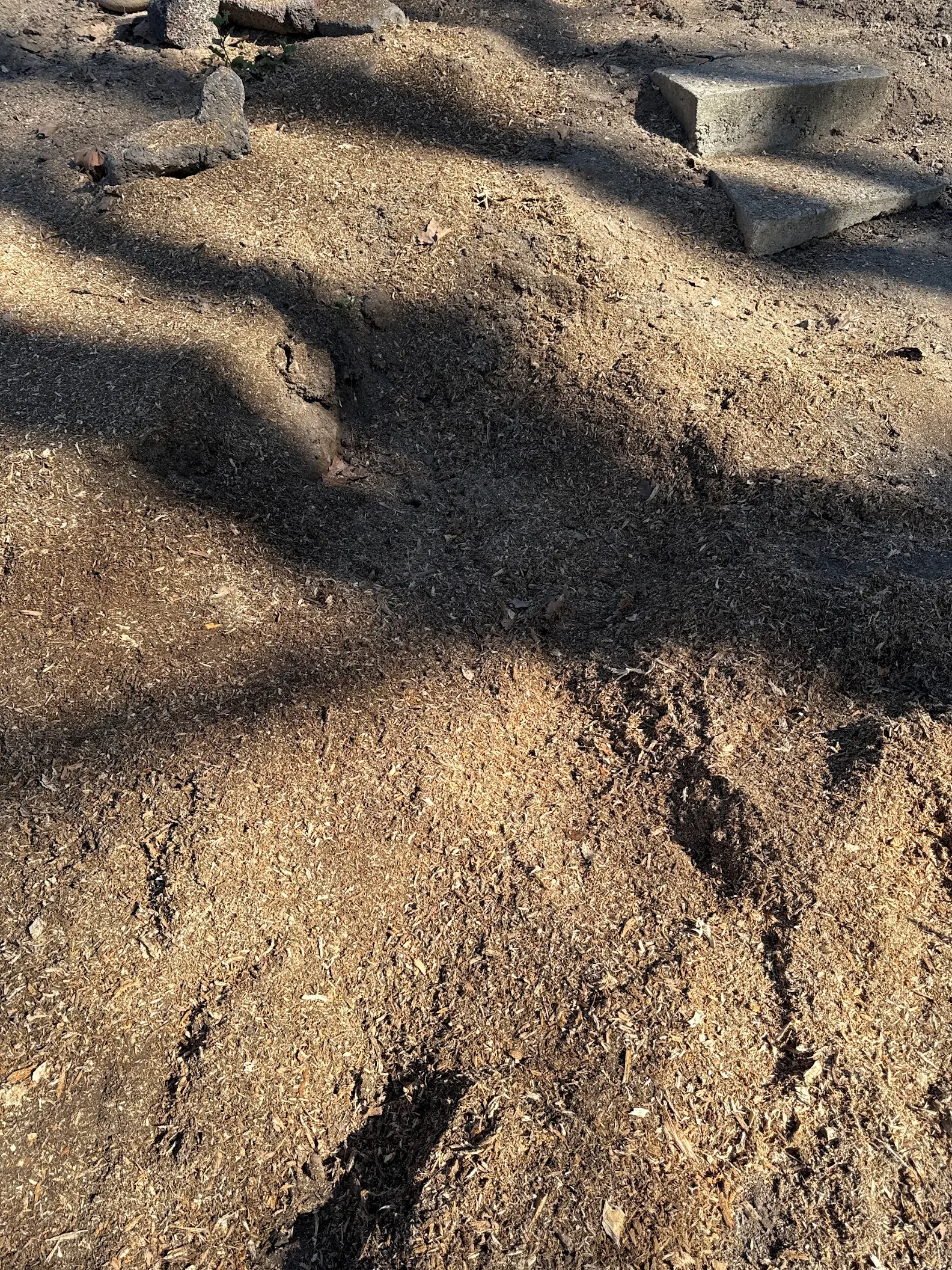 A patch of dirt with scattered wood chips and small leaves, shadows of trees, and a few concrete steps partially visible at the top right corner.