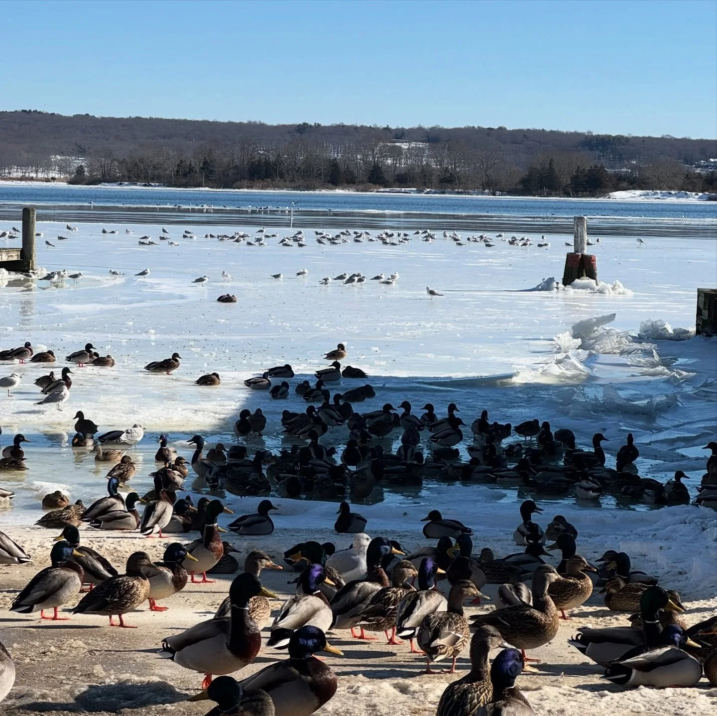 An unusual amount of bird activity at the Essex boat launch this time of year 😮 

&bull;

#rvcc #rvccollective #ctrivervalley