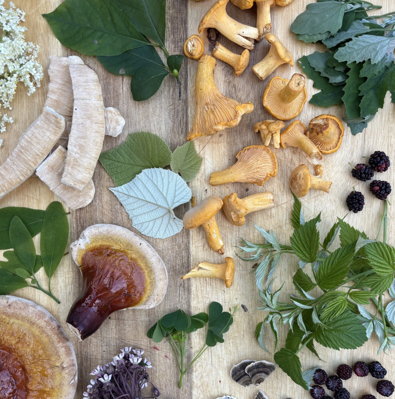 Summer Foraging Walk // CHESTER