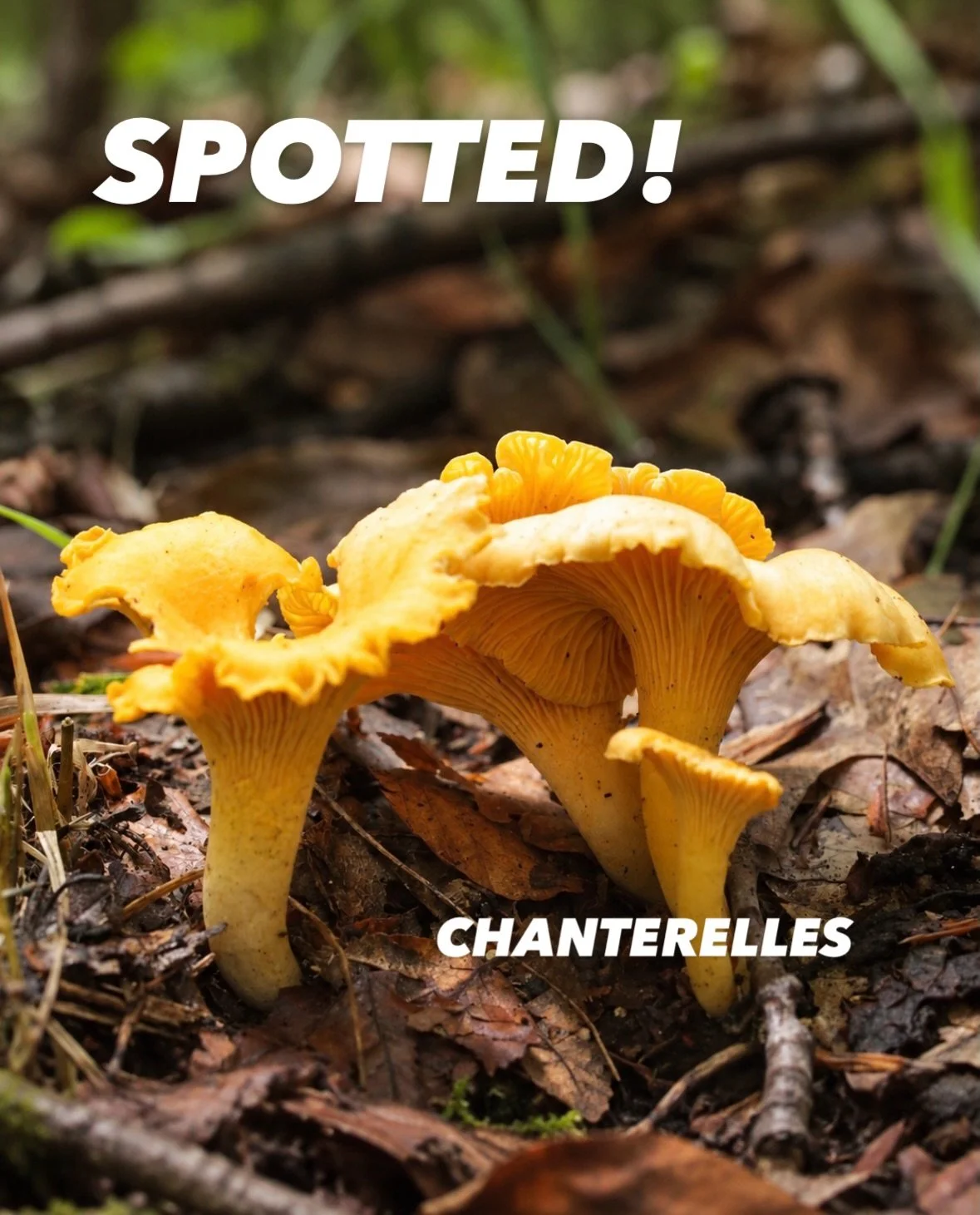 SPOTTED 👀 
Chanterelle season in the River Valley. 

Early September is a beautiful time to keep your eyes on the forest floor.

WHAT TO LOOK FOR //
Golden yellow to orange mushrooms with wavy, irregular caps. Flip one over and look for blunt, forke