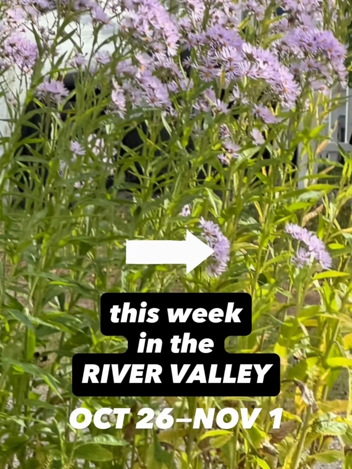 This Week in the River Valley 〰️
Here are a few things happening around the River Valley this week!

Save. Share. Support Local ♡︎

&bull;

#rvccollective #rvcc #ctrivervalley 
#supportlocal #rivervalleyhappenings