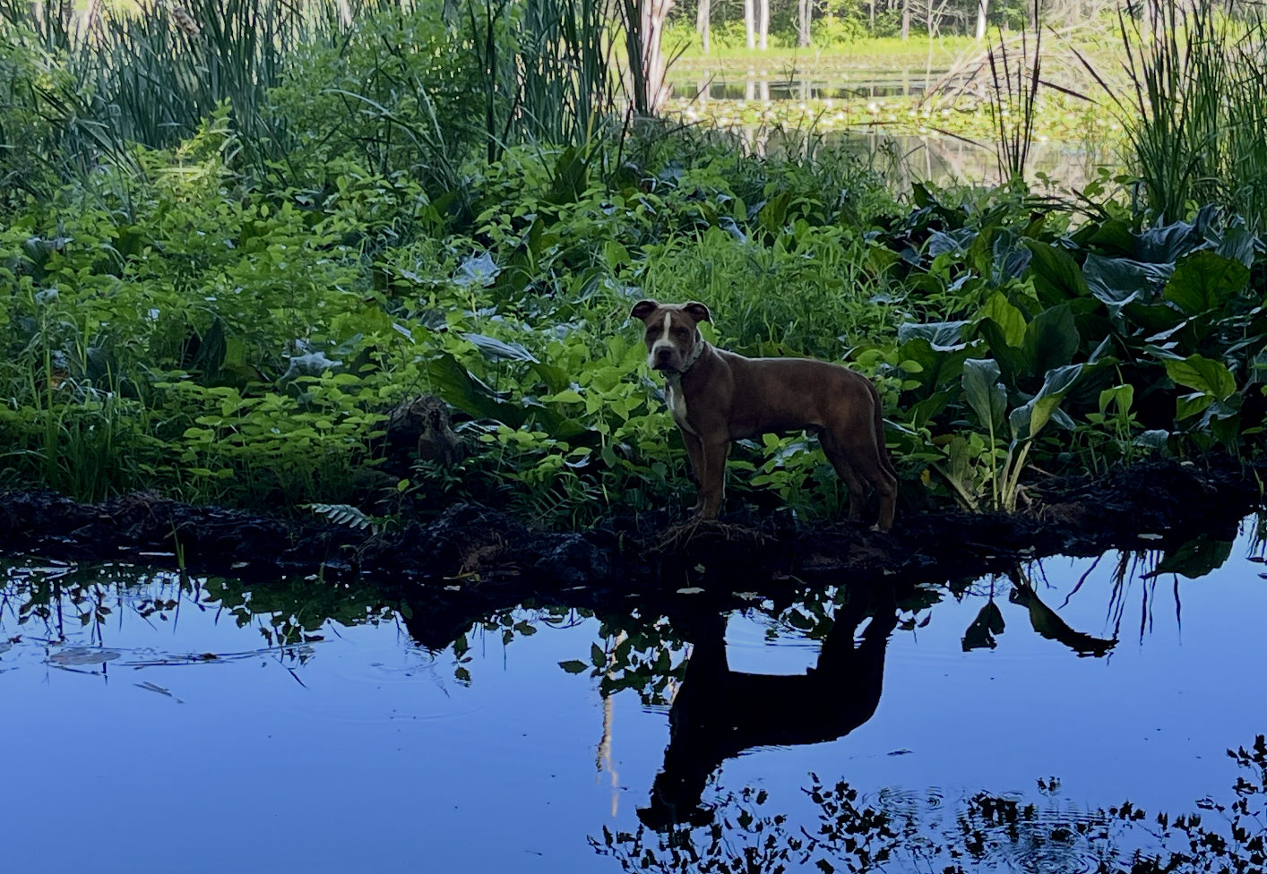 Forest Reclamation @ the Sanctuary // EAST HADDAM