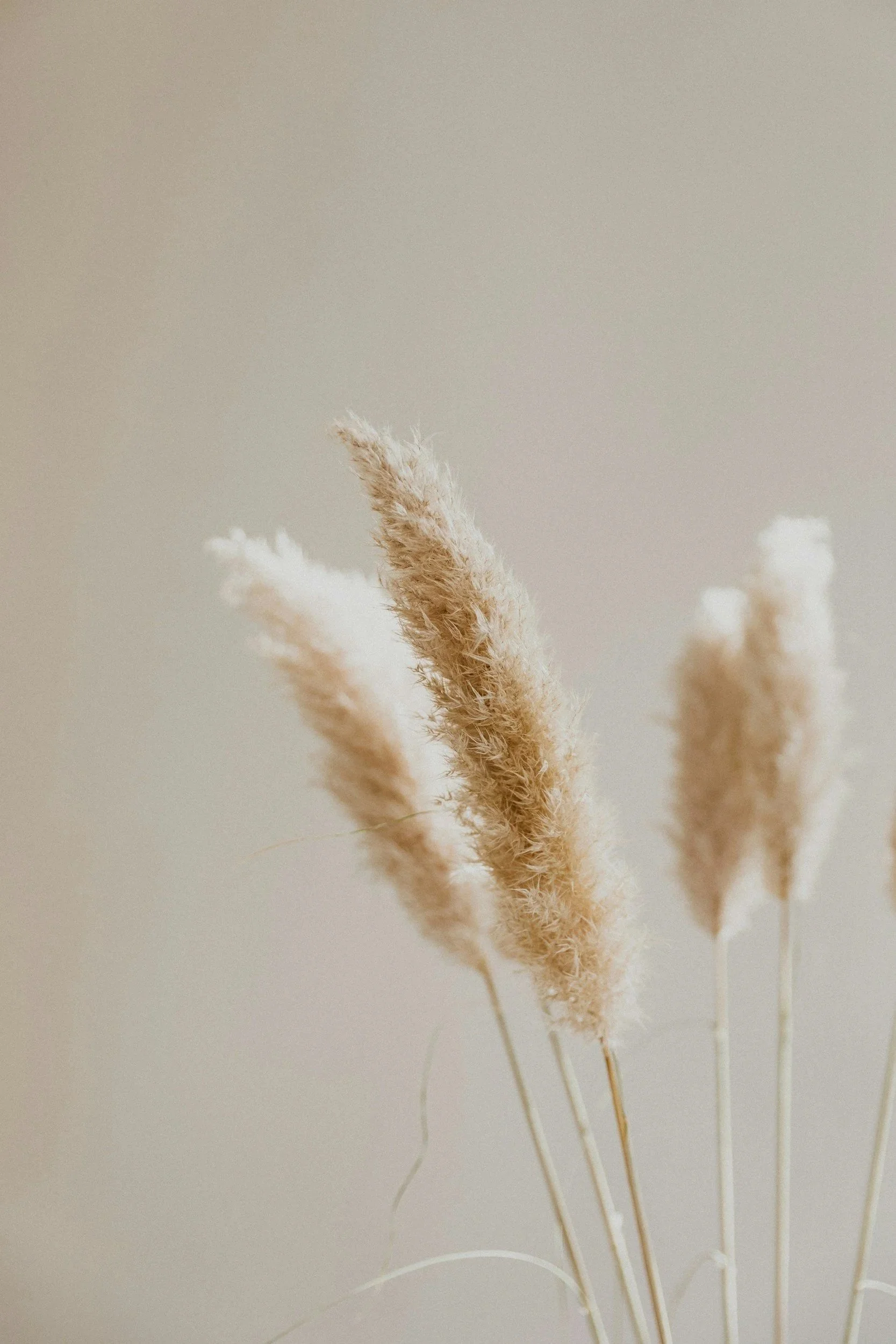Three beige pampas grass stalks against a neutral background.